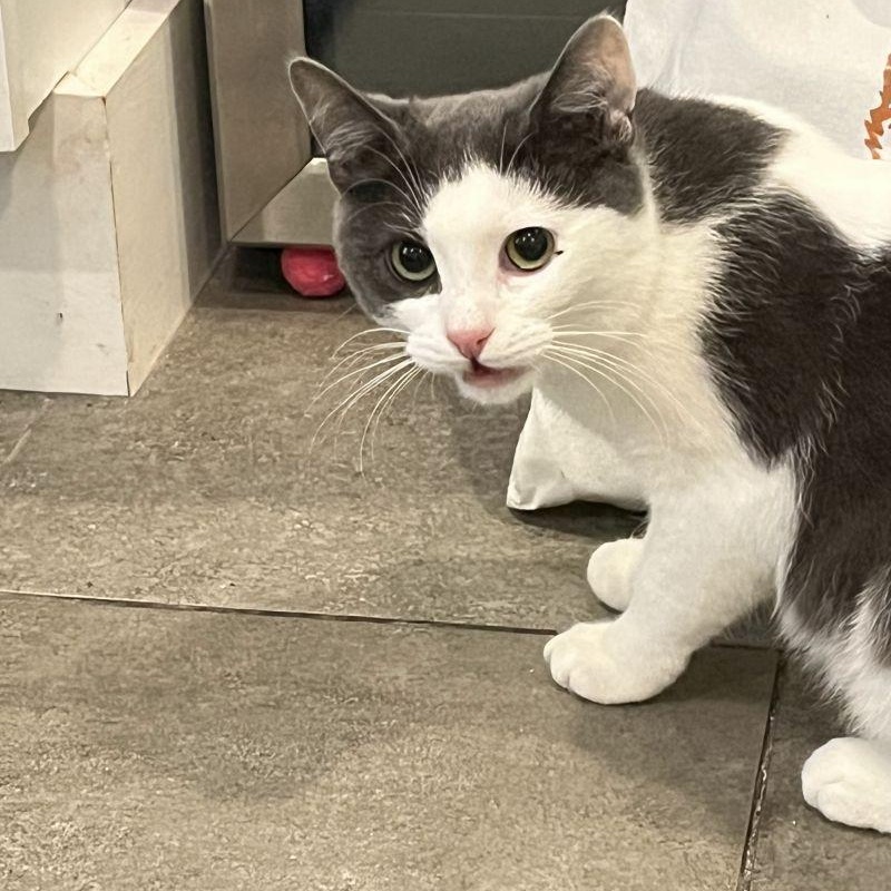 Enlarge Relish, a Adoptable mixed breed in Woodbury, NJ image 4/6