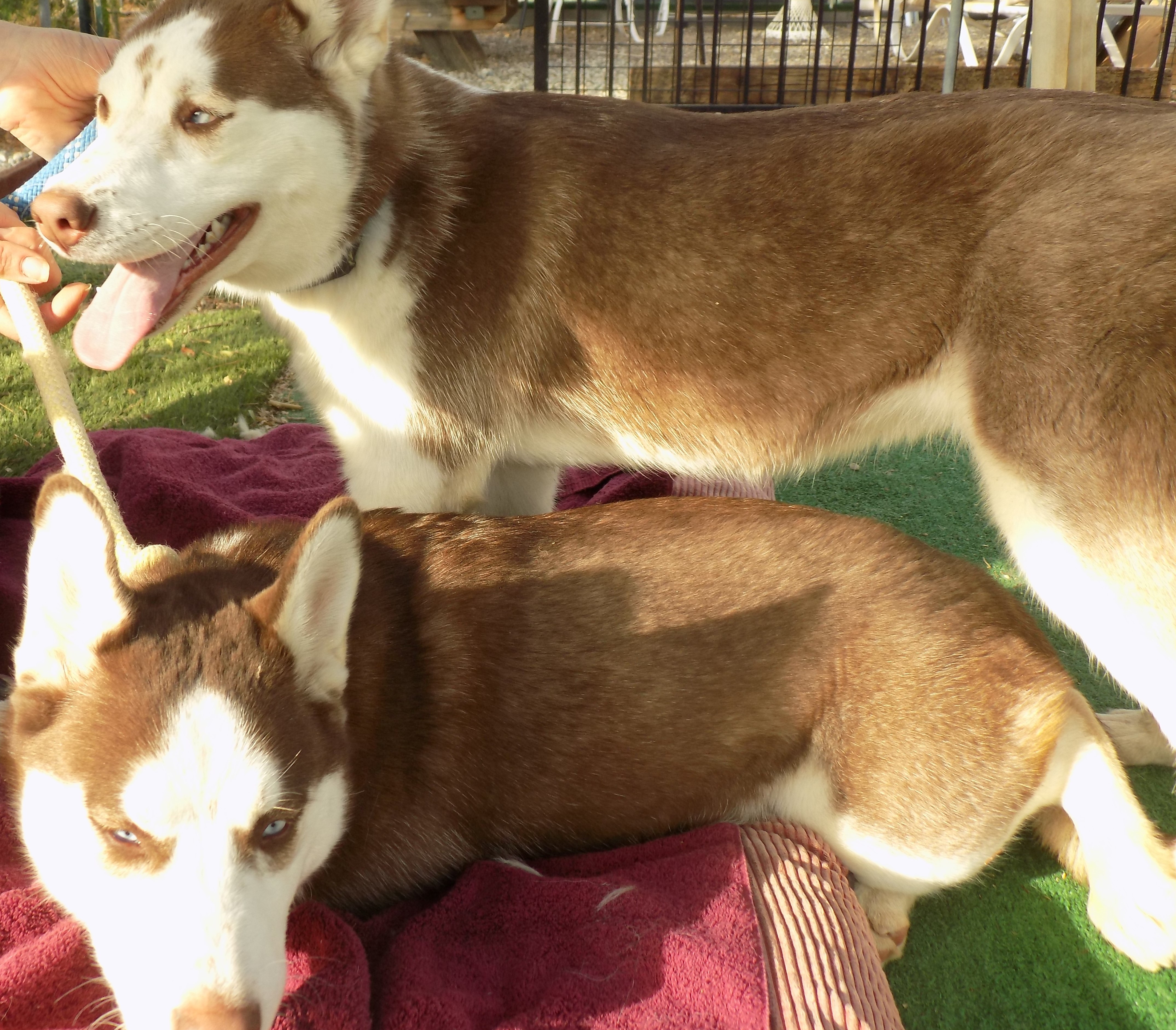 BRANDY, a Adoptable Siberian Husky in Valencia, CA image 2/6