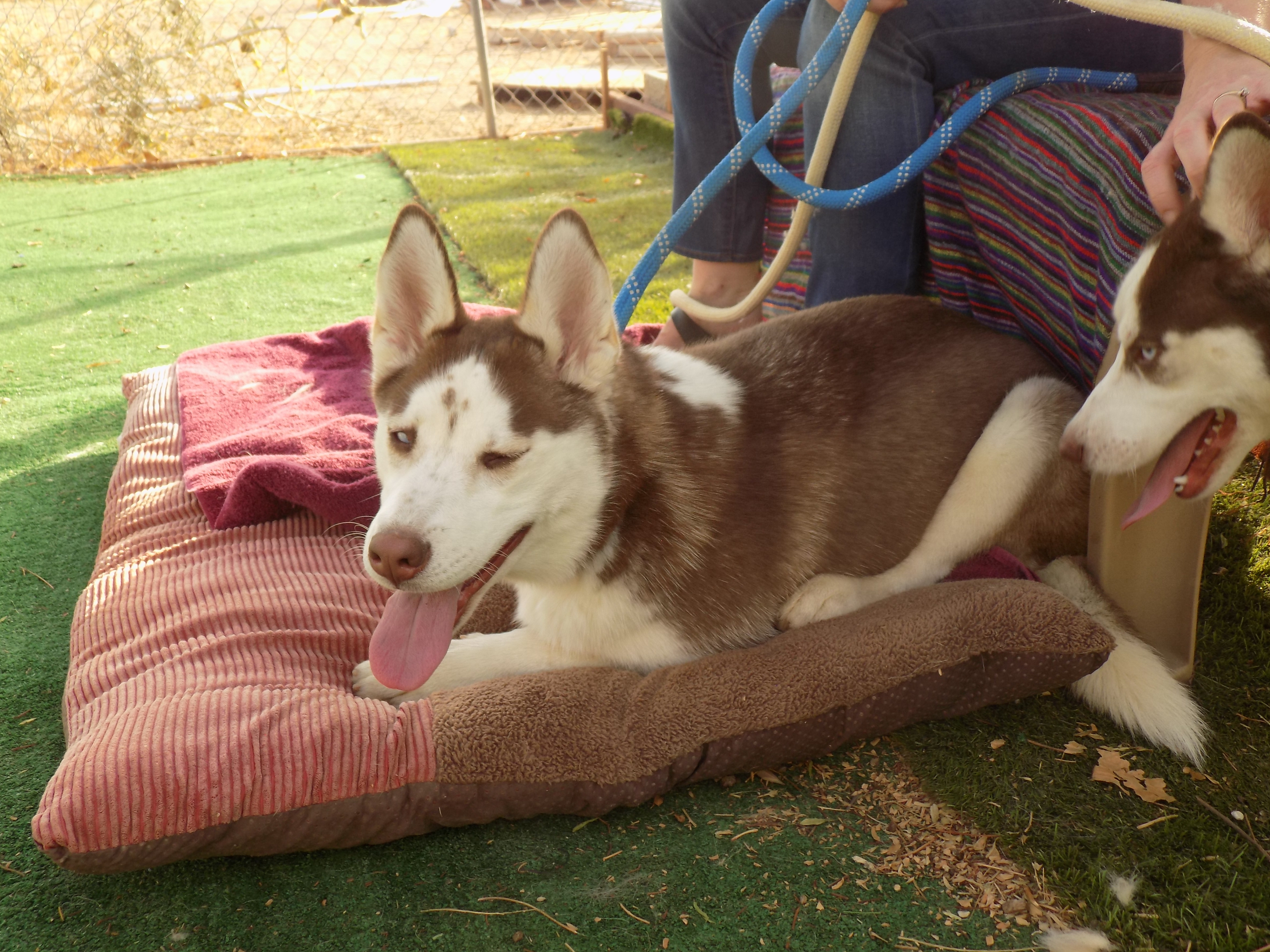 BRANDY, a Adoptable Siberian Husky in Valencia, CA image 3/6