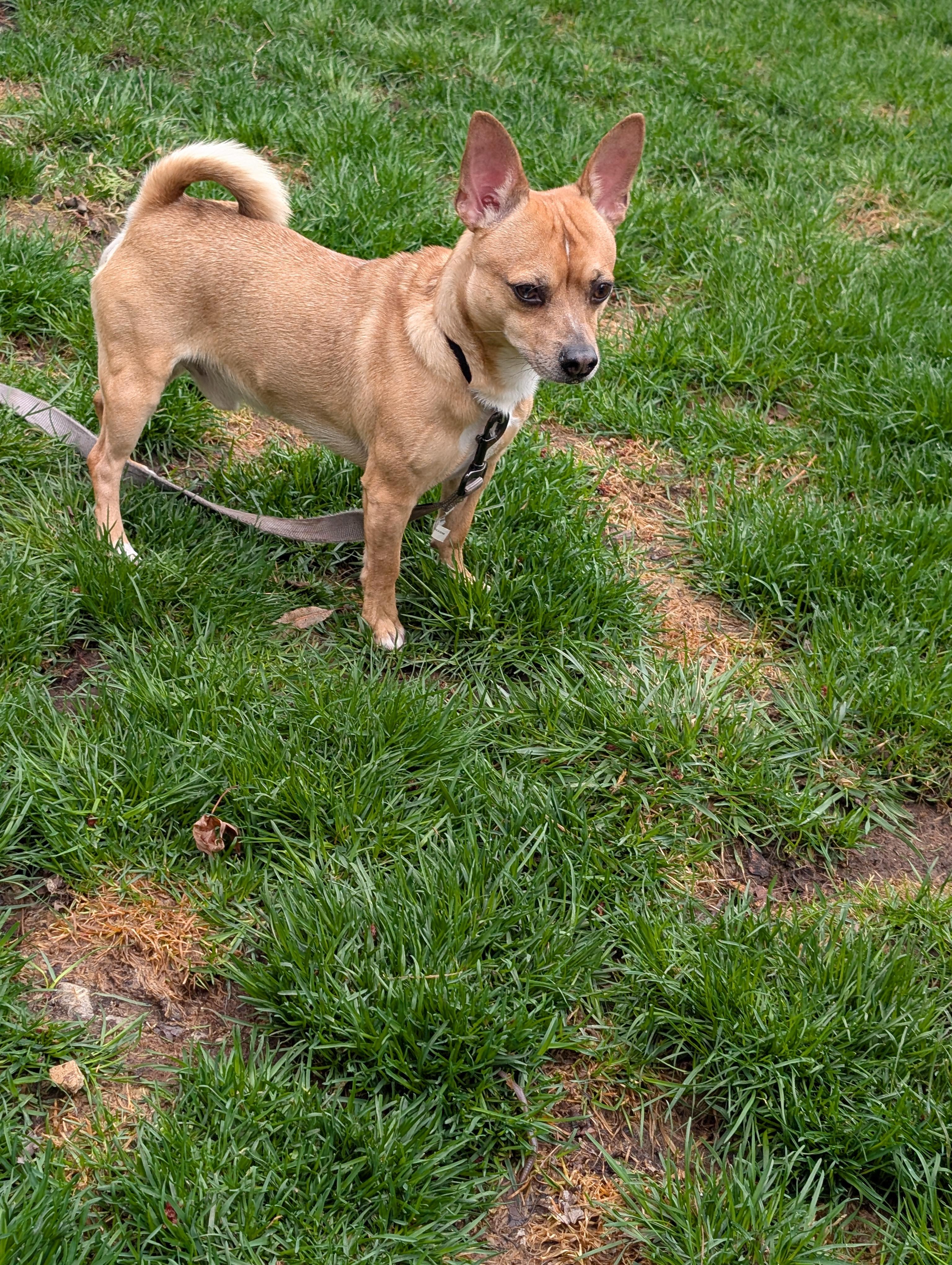 Enlarge Bobbi, a ADOPTABLE mixed breed in Mississauga, ON image 3/3