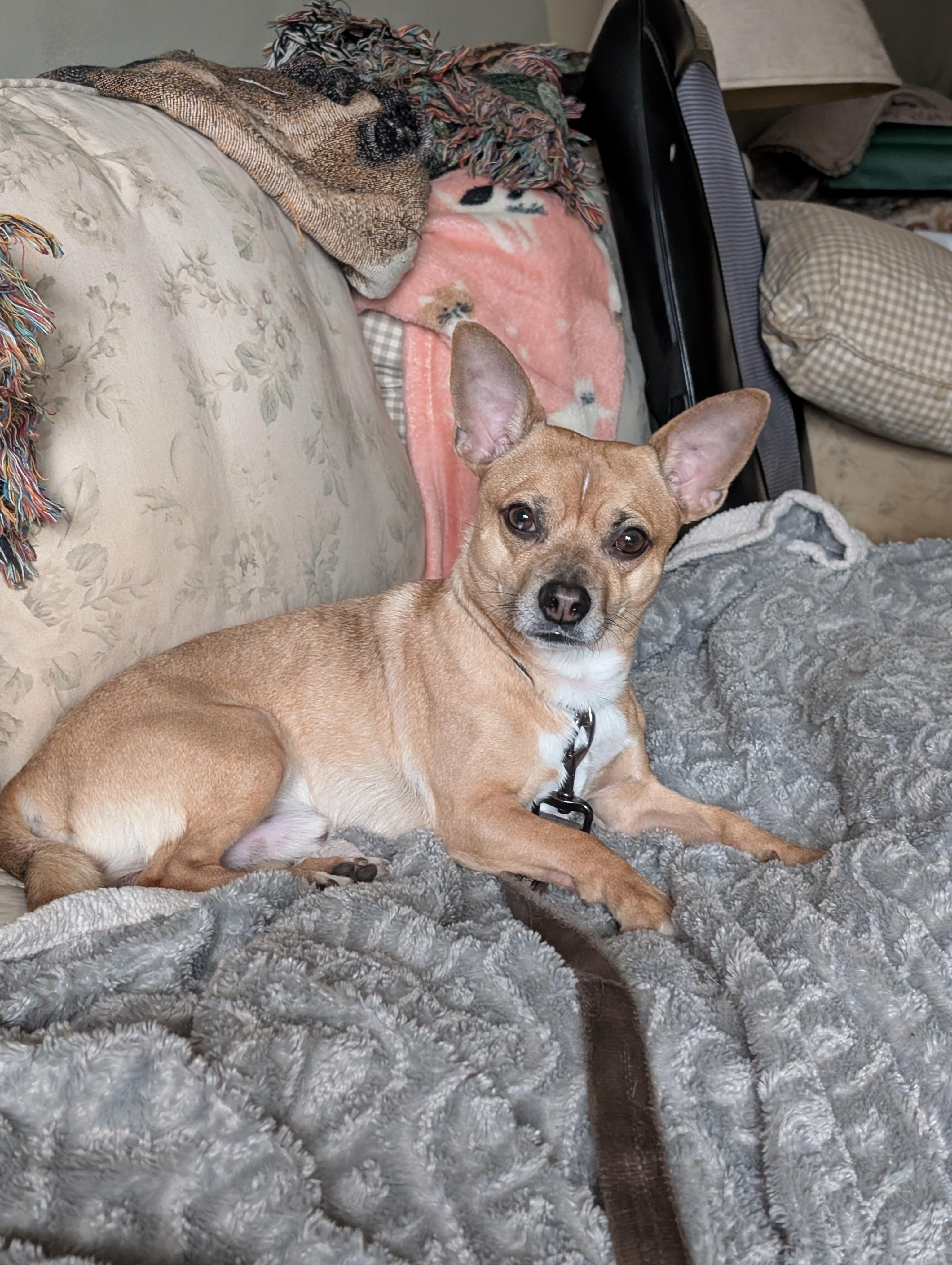 Enlarge Bobbi, a ADOPTABLE mixed breed in Mississauga, ON image 1/3