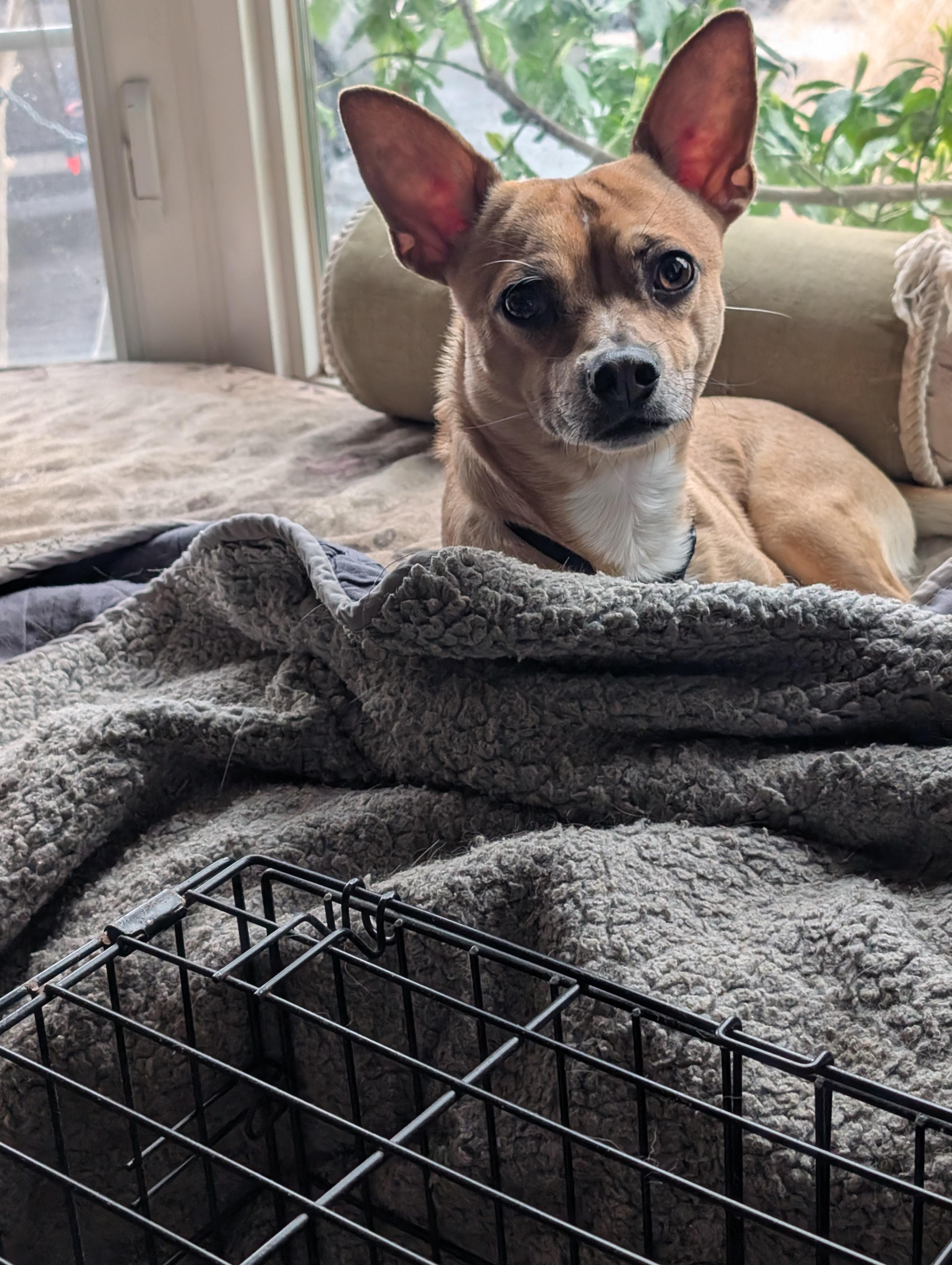 Enlarge Bobbi, a ADOPTABLE mixed breed in Mississauga, ON image 2/3
