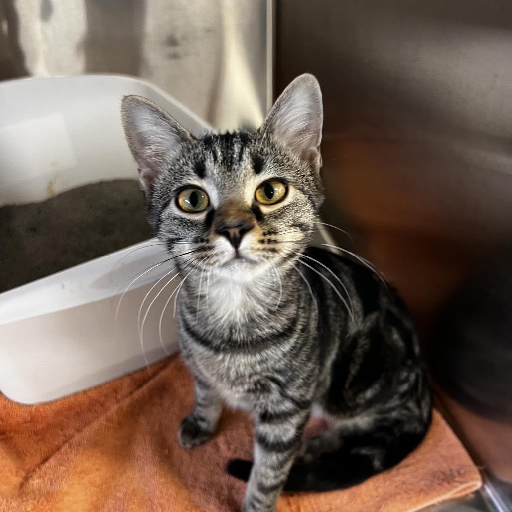 Coco, Adoptable, Young Female Domestic Short Hair.