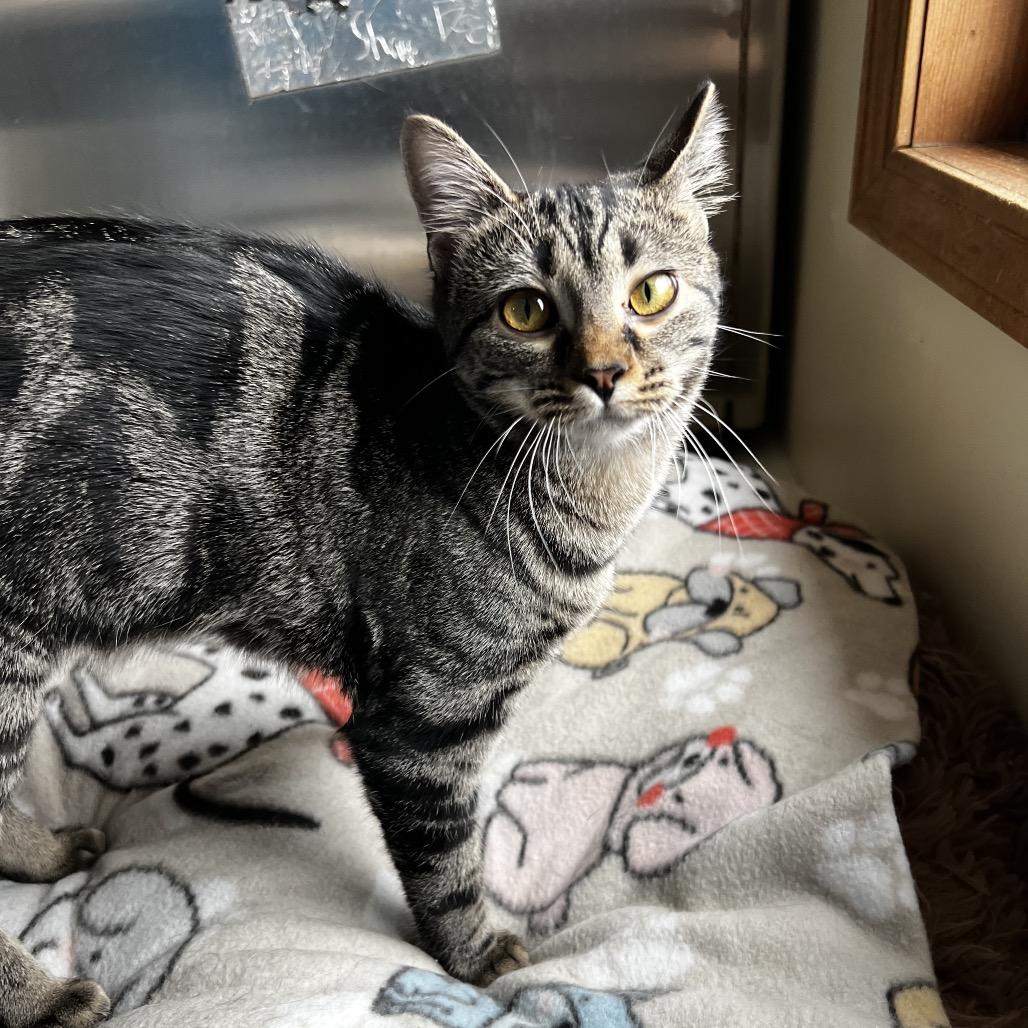 Enlarge Coco, a Adoptable Domestic Short Hair in Harrisville, WV image 2/3