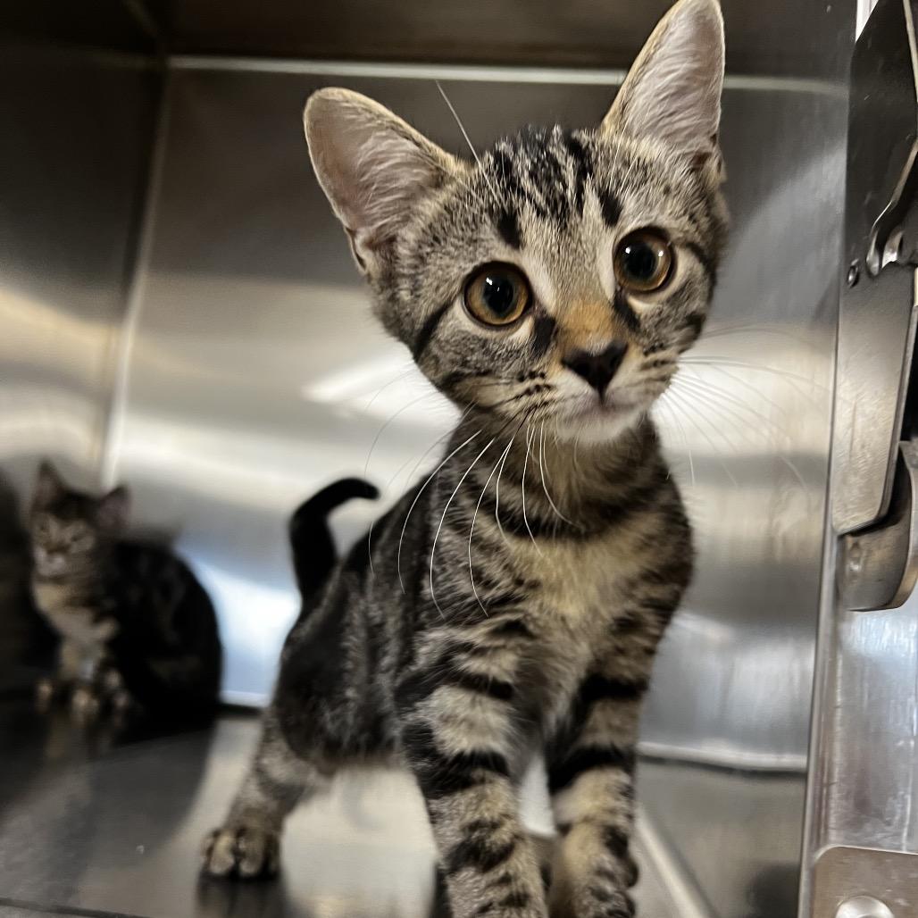 Enlarge Coco, a Adoptable Domestic Short Hair in Harrisville, WV image 2/2