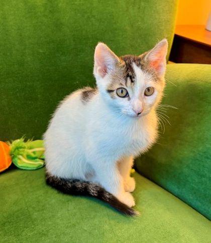 Merry — thumbnail 2