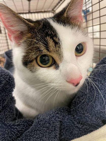 Merry — thumbnail 3