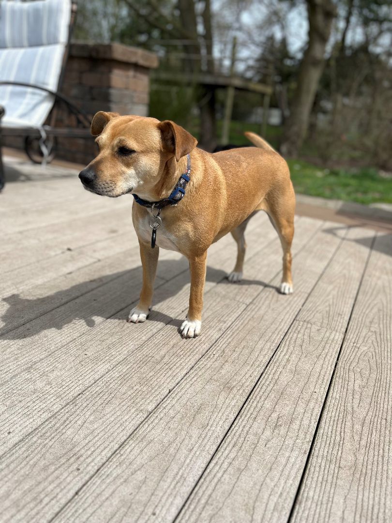 Peppa, Adoptable, Adult Female Hound.