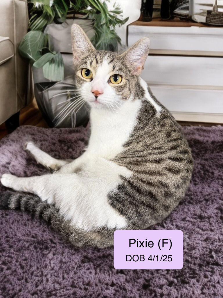 Enlarge Pixie, a Adoptable mixed breed in Vacaville, CA image 1/1