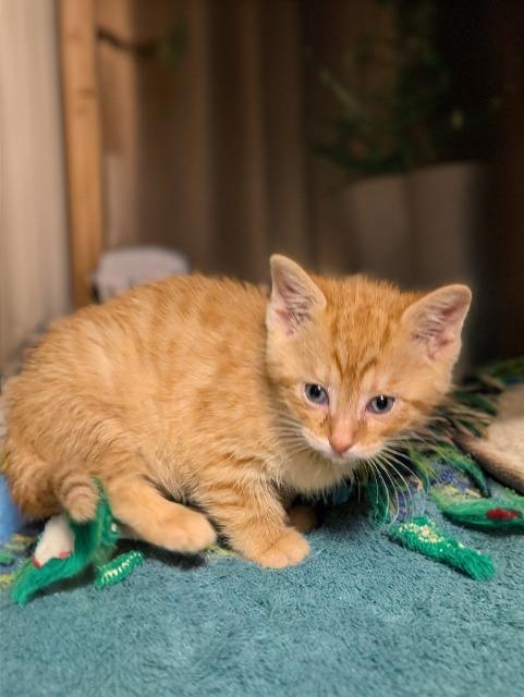 GENERAL CUSTARD, Adoptable, Kitten Male American Shorthair.