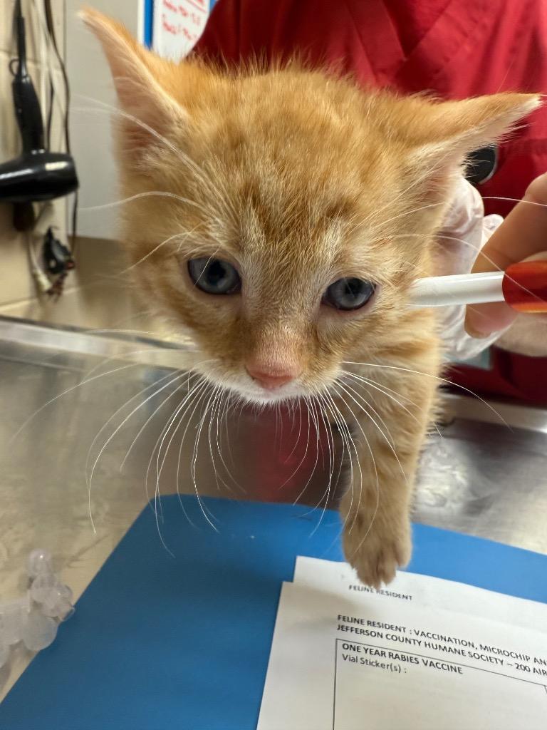 Enlarge GENERAL CUSTARD, a Adoptable American Shorthair in Wintersville, OH image 2/3