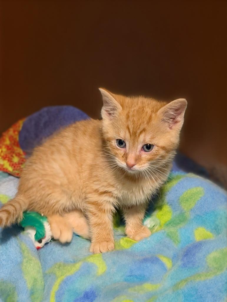 Enlarge GENERAL CUSTARD, a Adoptable American Shorthair in Wintersville, OH image 3/3