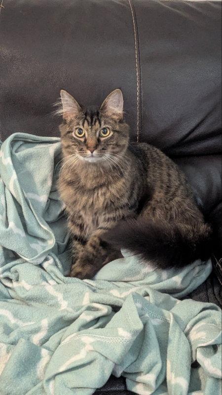 Samson, a Adopted Domestic Long Hair in Niles, MI image 1/3