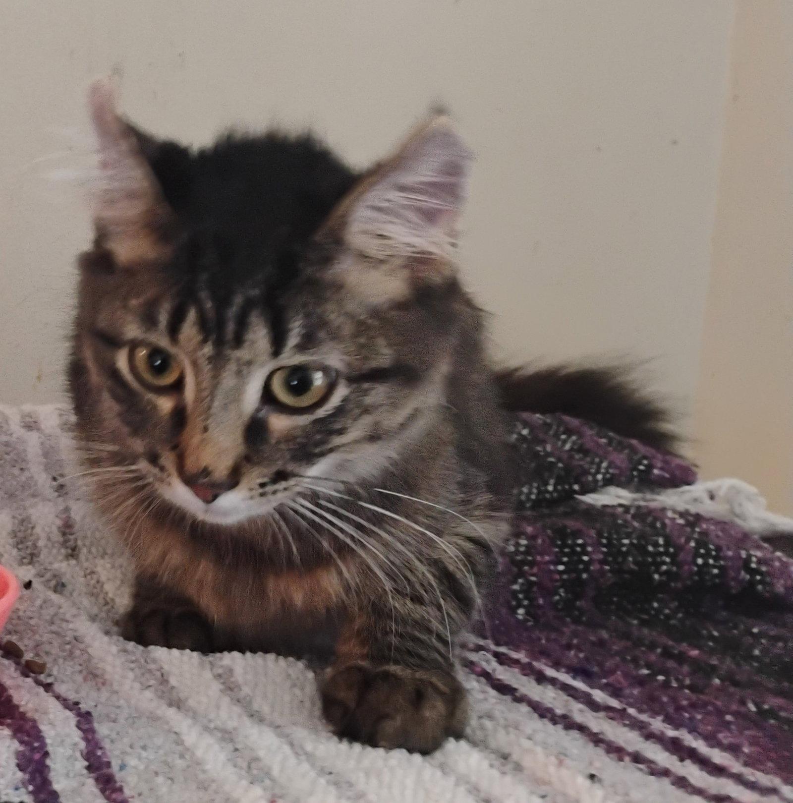 Samson, a Adopted Domestic Long Hair in Niles, MI image 2/3