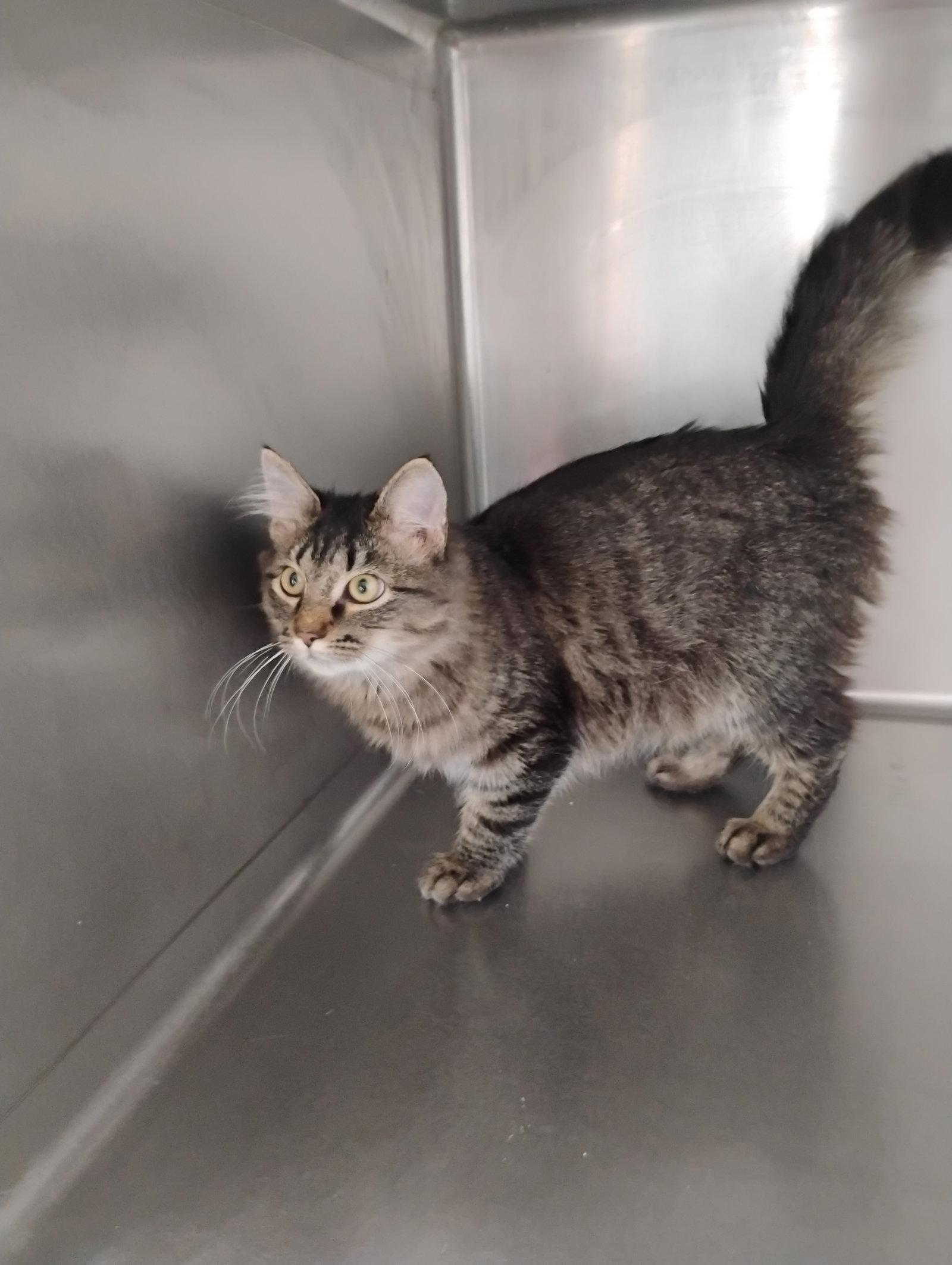 Samson, a Adopted Domestic Long Hair in Niles, MI image 3/3