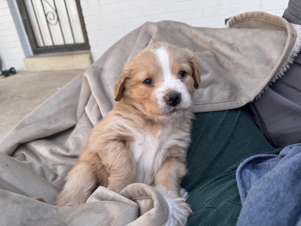 Cherepanov / Oakley, Adopted, Puppy Female Golden Retriever & Mixed Breed.