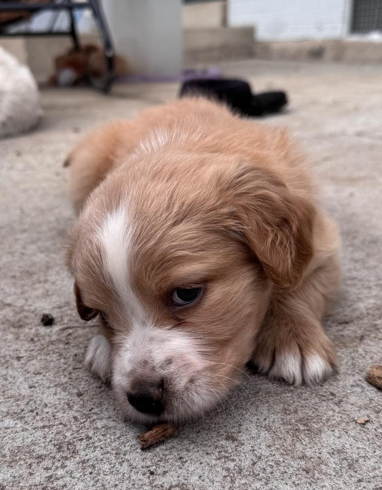 Enlarge Cherepanov / Oakley, a Adopted mixed breed in Broomfield, CO image 2/6