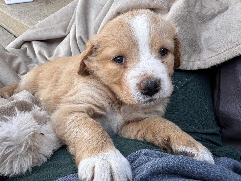 Enlarge Cherepanov / Oakley, a Adopted mixed breed in Broomfield, CO image 4/6