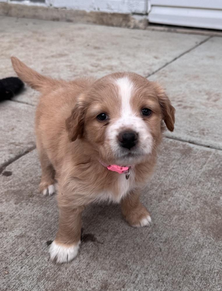 Enlarge Cherepanov / Oakley, a Adopted mixed breed in Broomfield, CO image 5/6