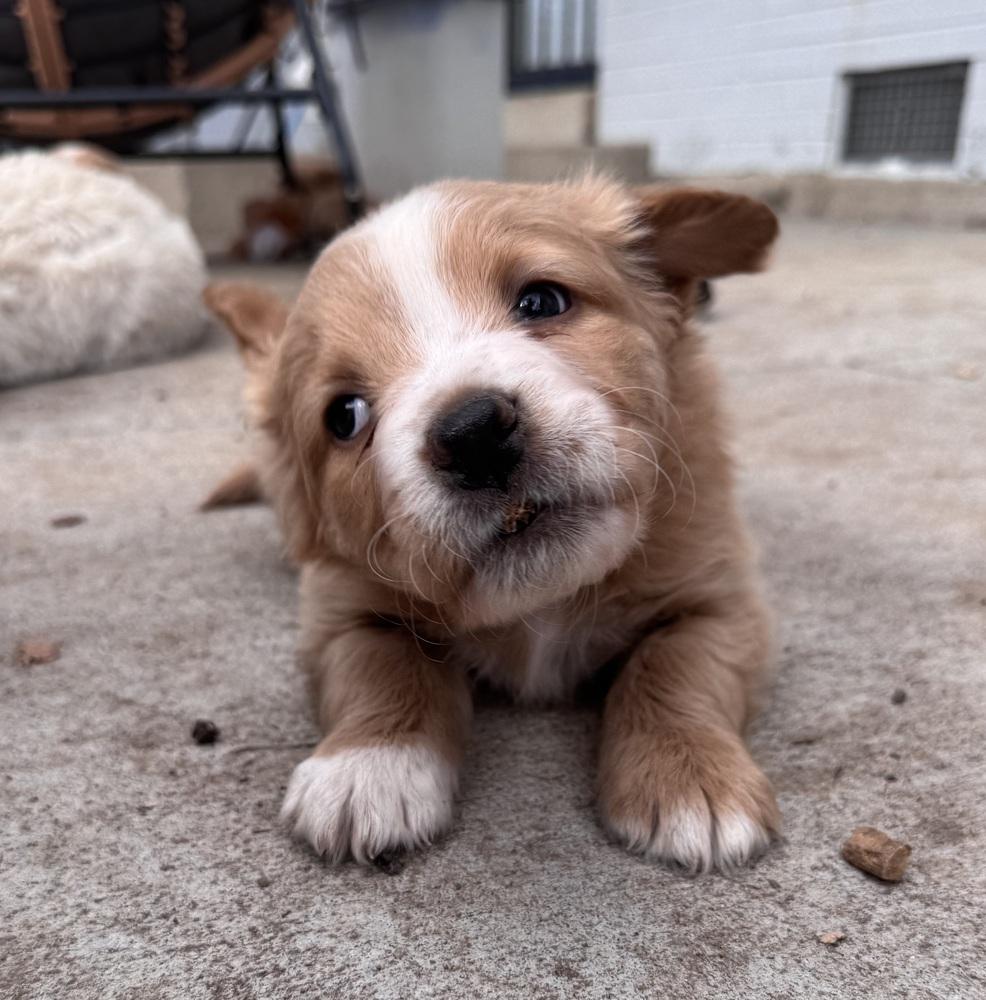 Enlarge Cherepanov / Oakley, a Adopted mixed breed in Broomfield, CO image 6/6