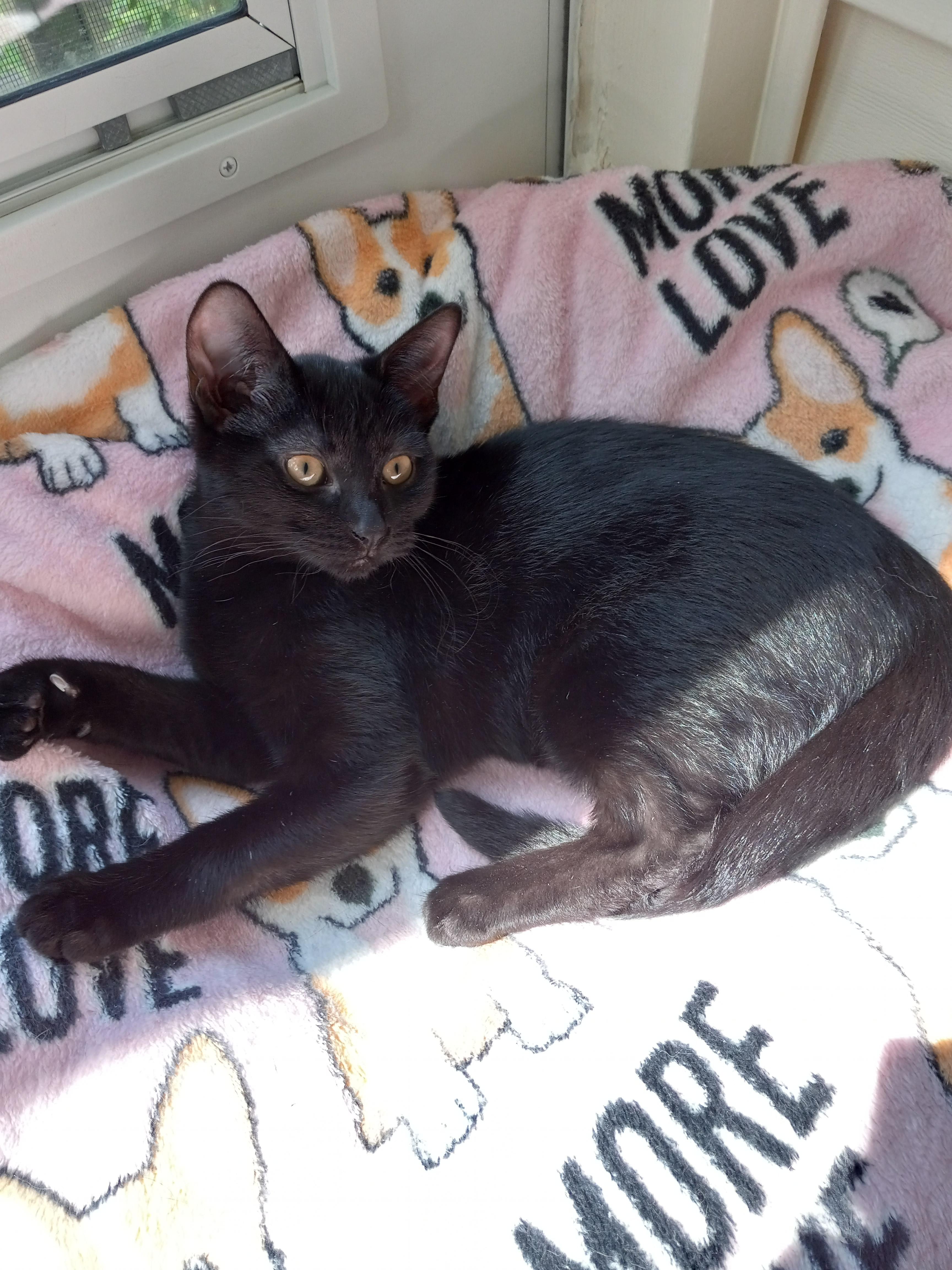 Mystic (f) and Olivia (f), a Adoptable Domestic Short Hair in Milwaukee, WI image 1/6