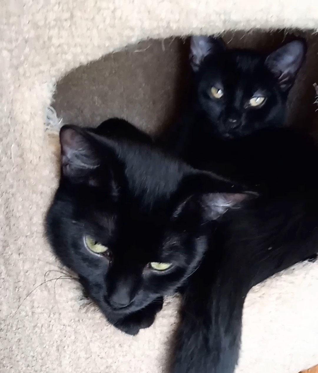 Mystic (f) and Olivia (f), a Adoptable Domestic Short Hair in Milwaukee, WI image 2/6