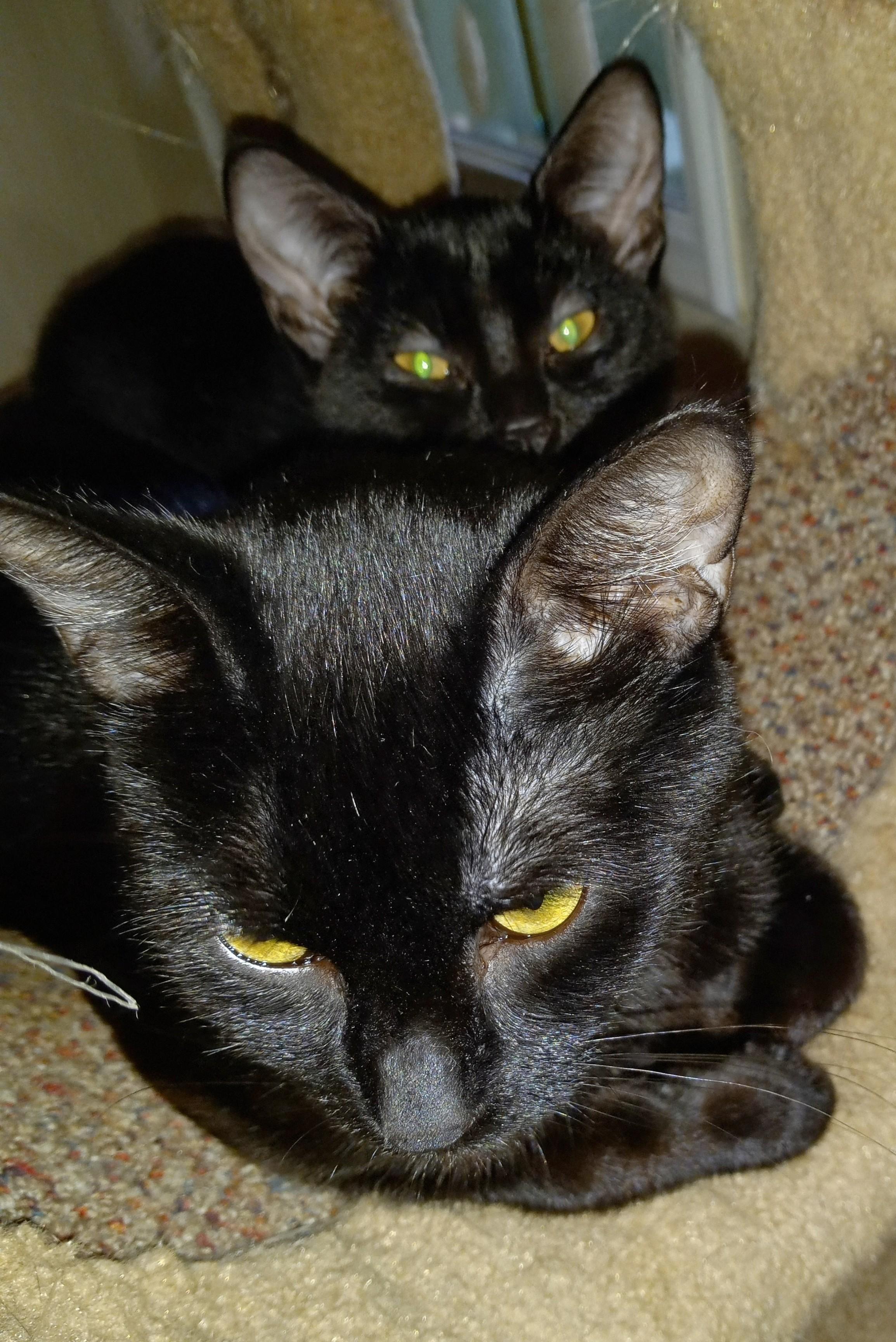 Mystic (f) and Olivia (f), a Adoptable Domestic Short Hair in Milwaukee, WI image 6/6