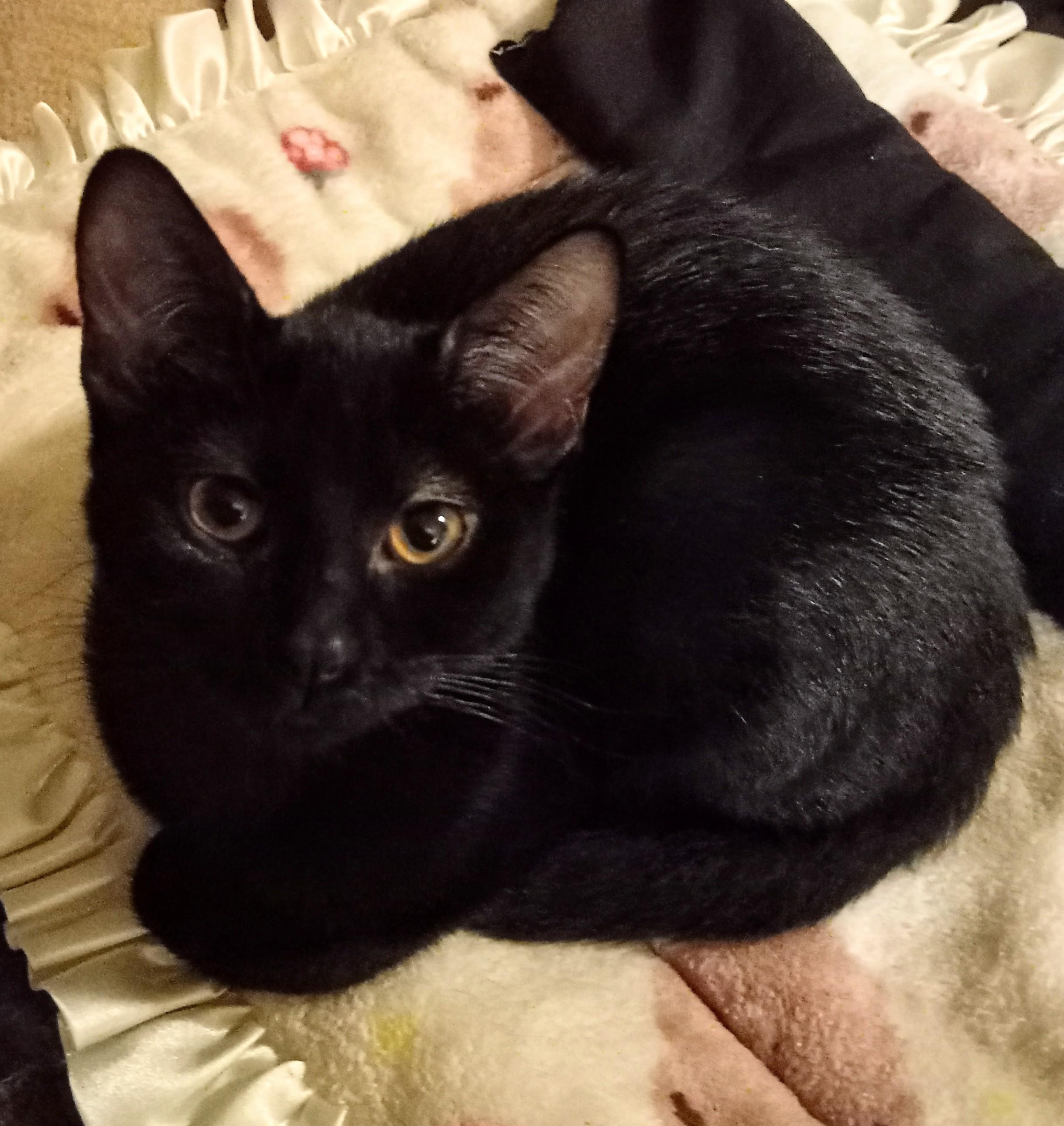 Mystic (f) and Olivia (f)