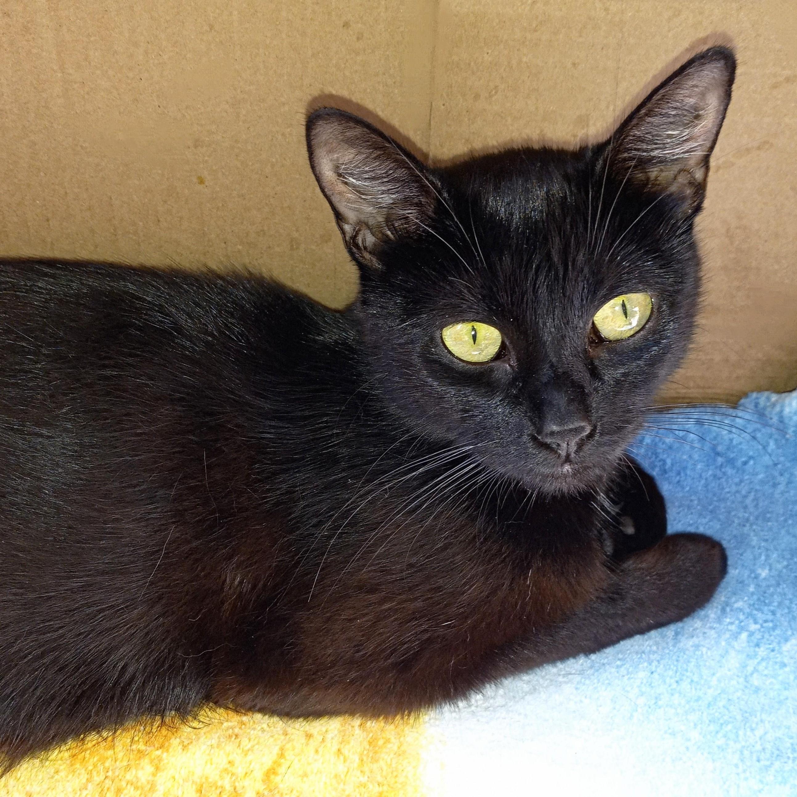 Mystic (f) and Olivia (f)