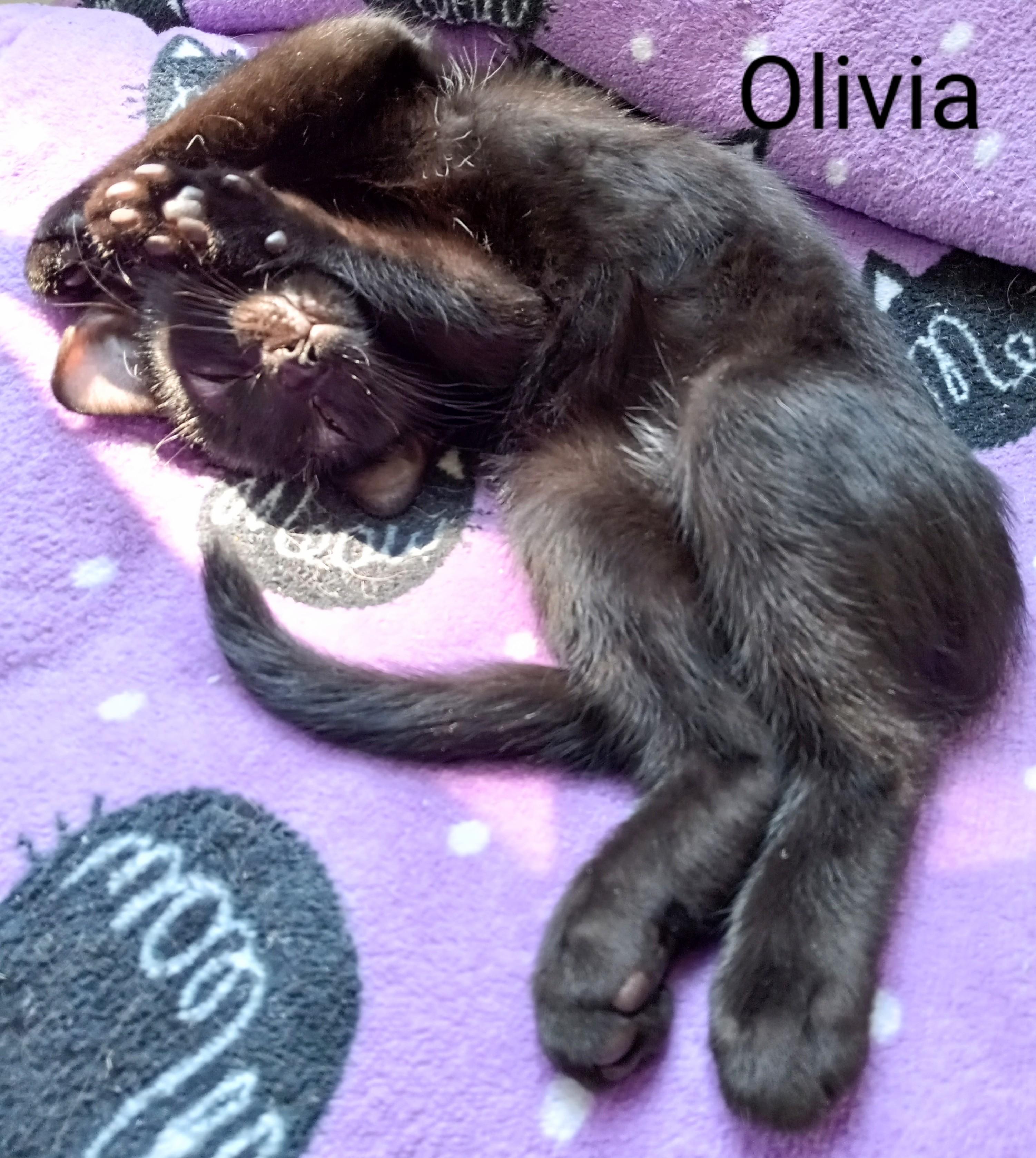 Mystic (f) and Olivia (f)