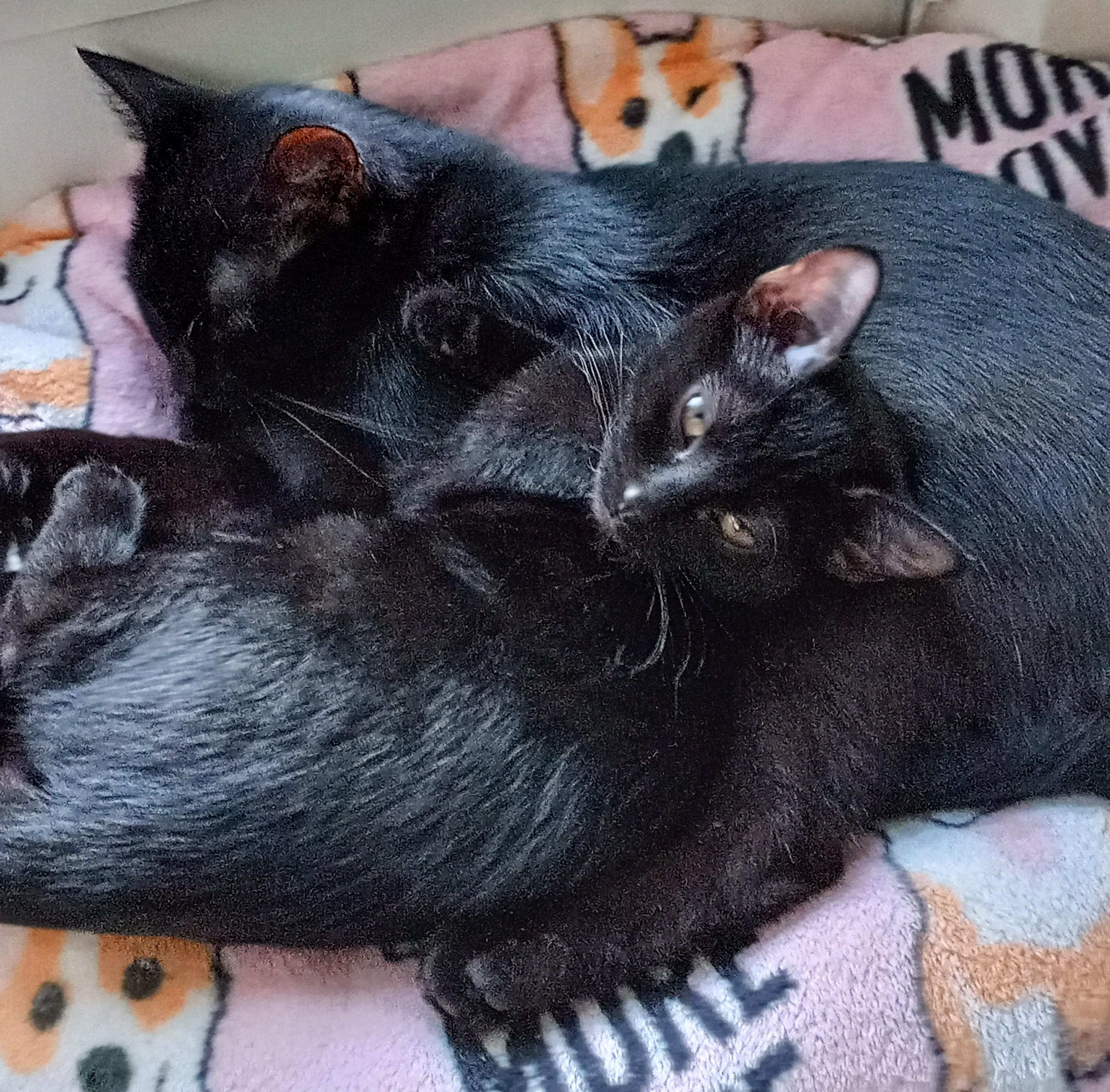 Mystic (f) and Olivia (f), a Adoptable Domestic Short Hair in Milwaukee, WI image 3/6