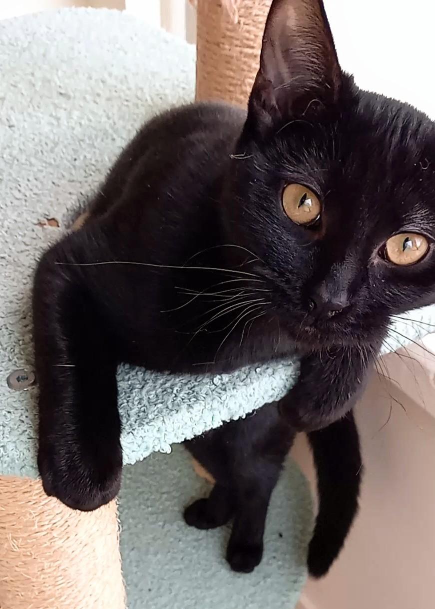 Mystic (f) and Olivia (f), a Adoptable Domestic Short Hair in Milwaukee, WI image 5/6