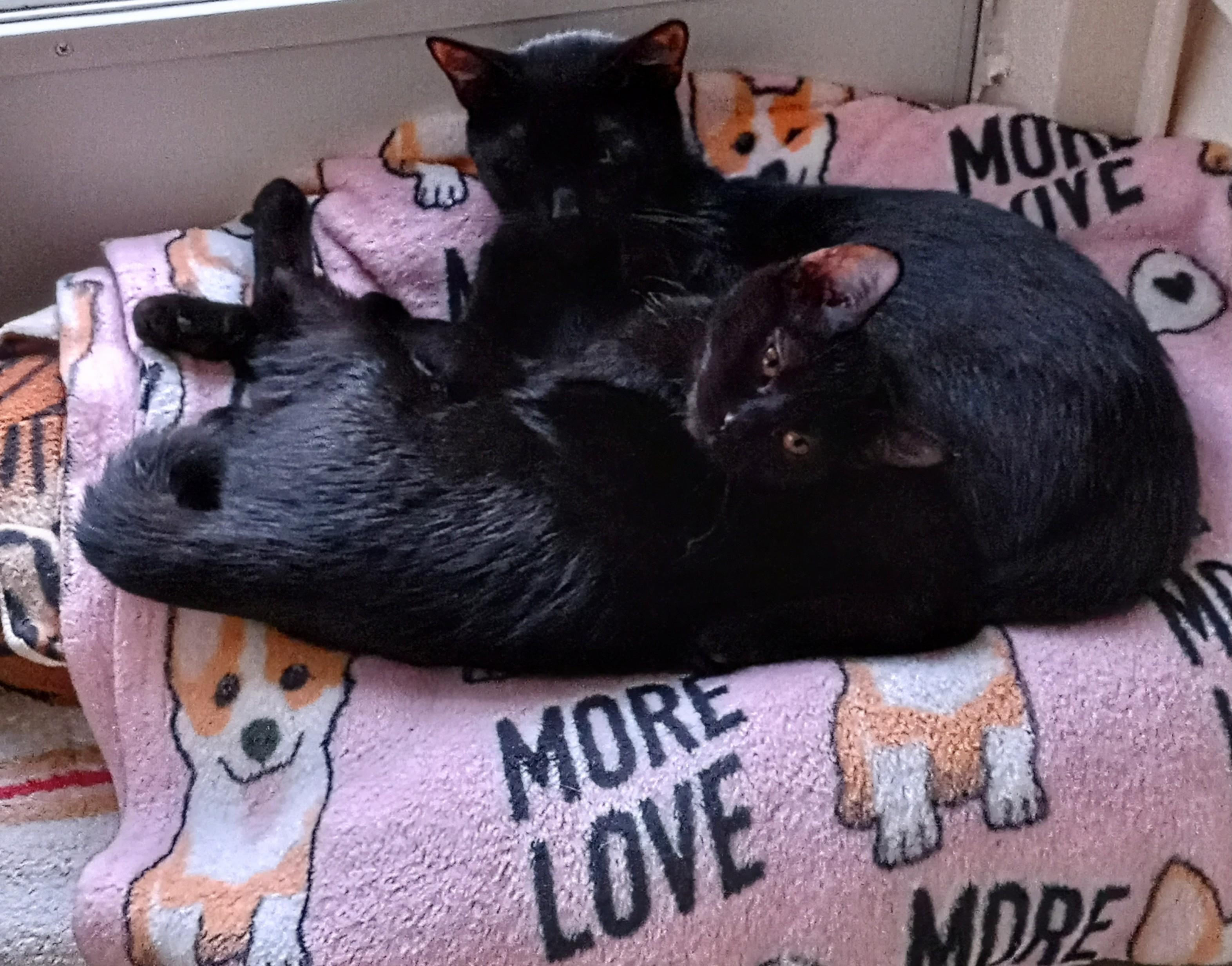 Mystic (f) and Olivia (f)