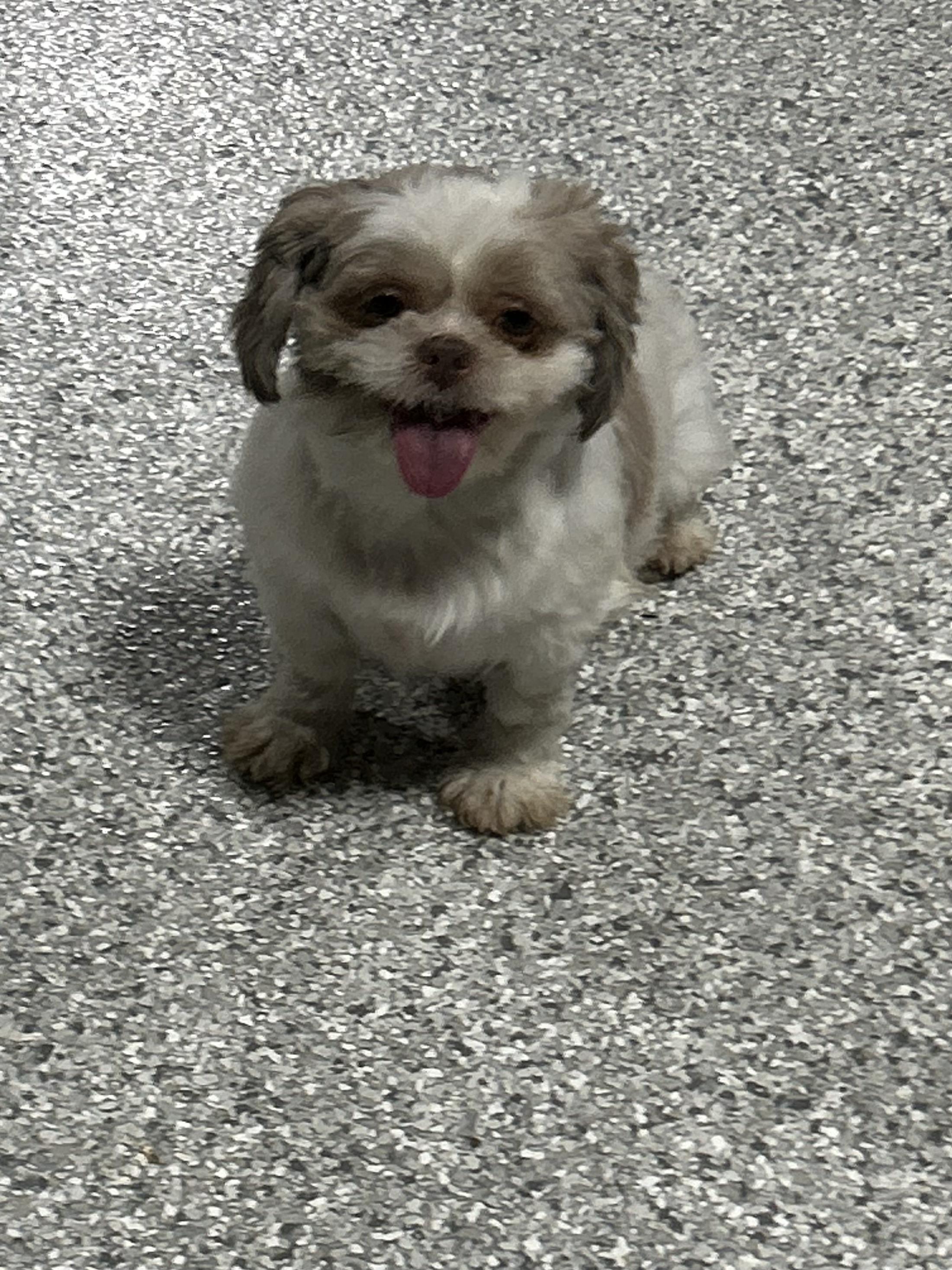 Amy , a Adoptable Shih Tzu in Antwerp, OH image 2/3