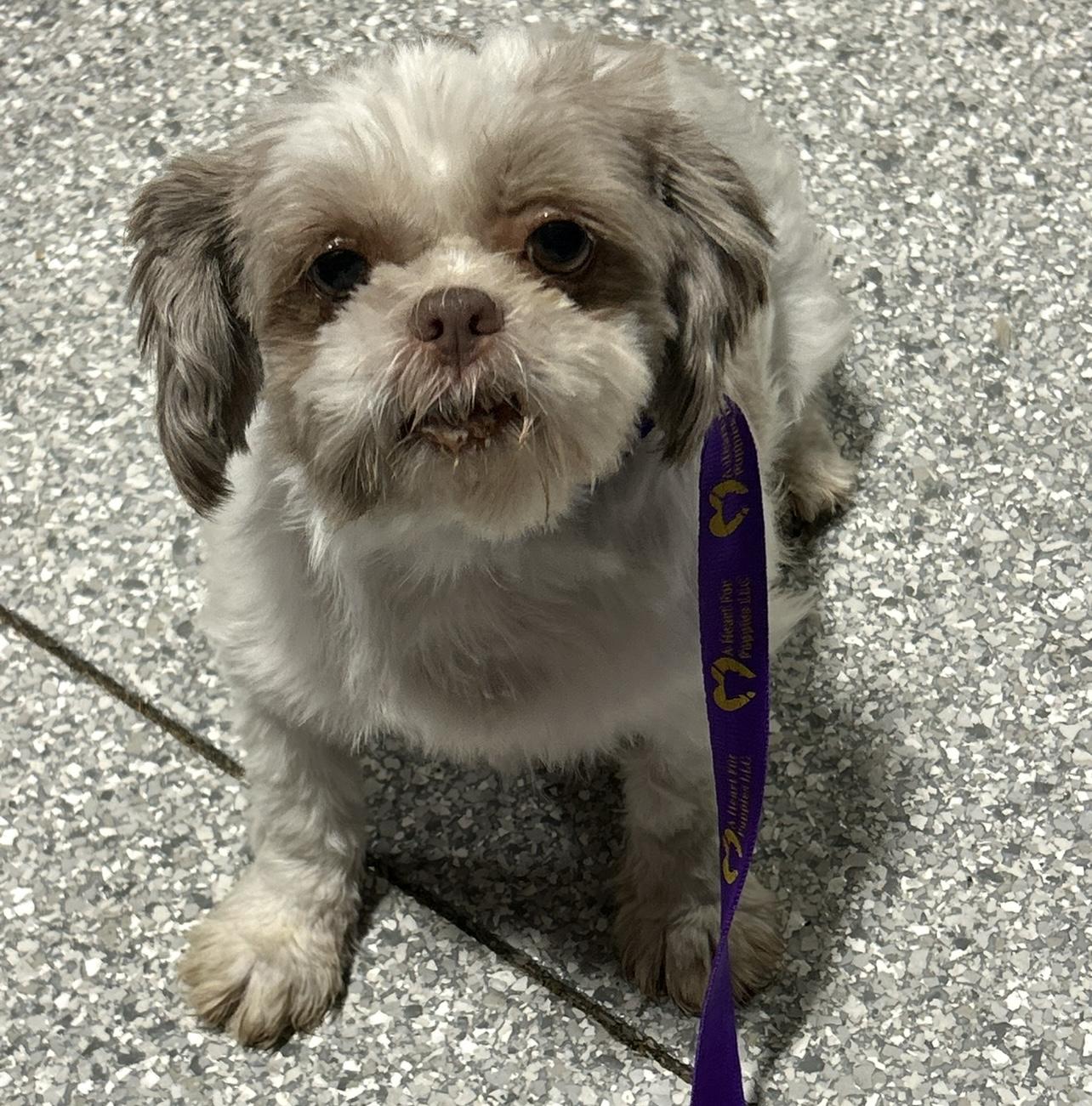 Amy , a Adoptable Shih Tzu in Antwerp, OH image 3/3
