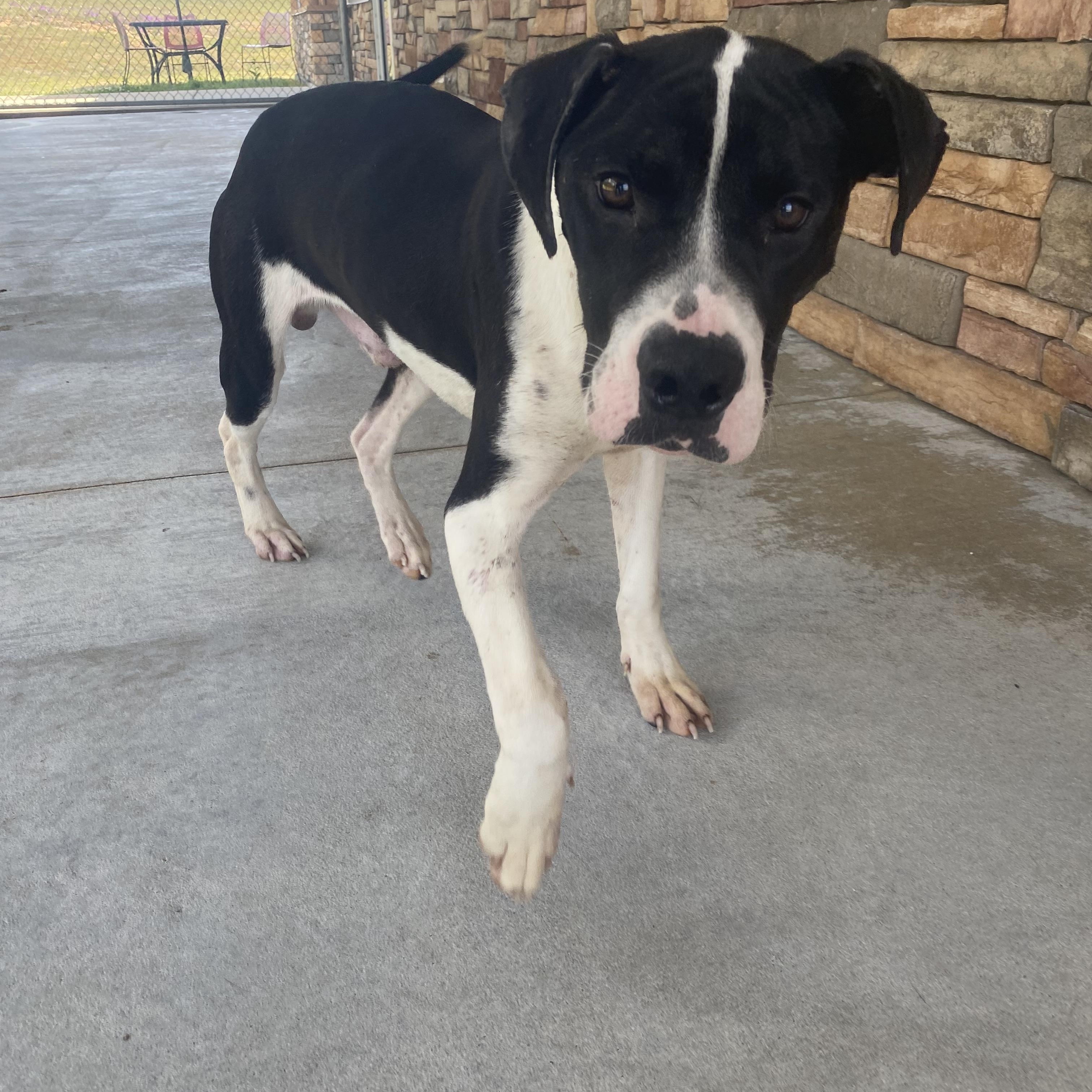 Enlarge Fish, a ADOPTABLE mixed breed in Troy, AL image 2/3