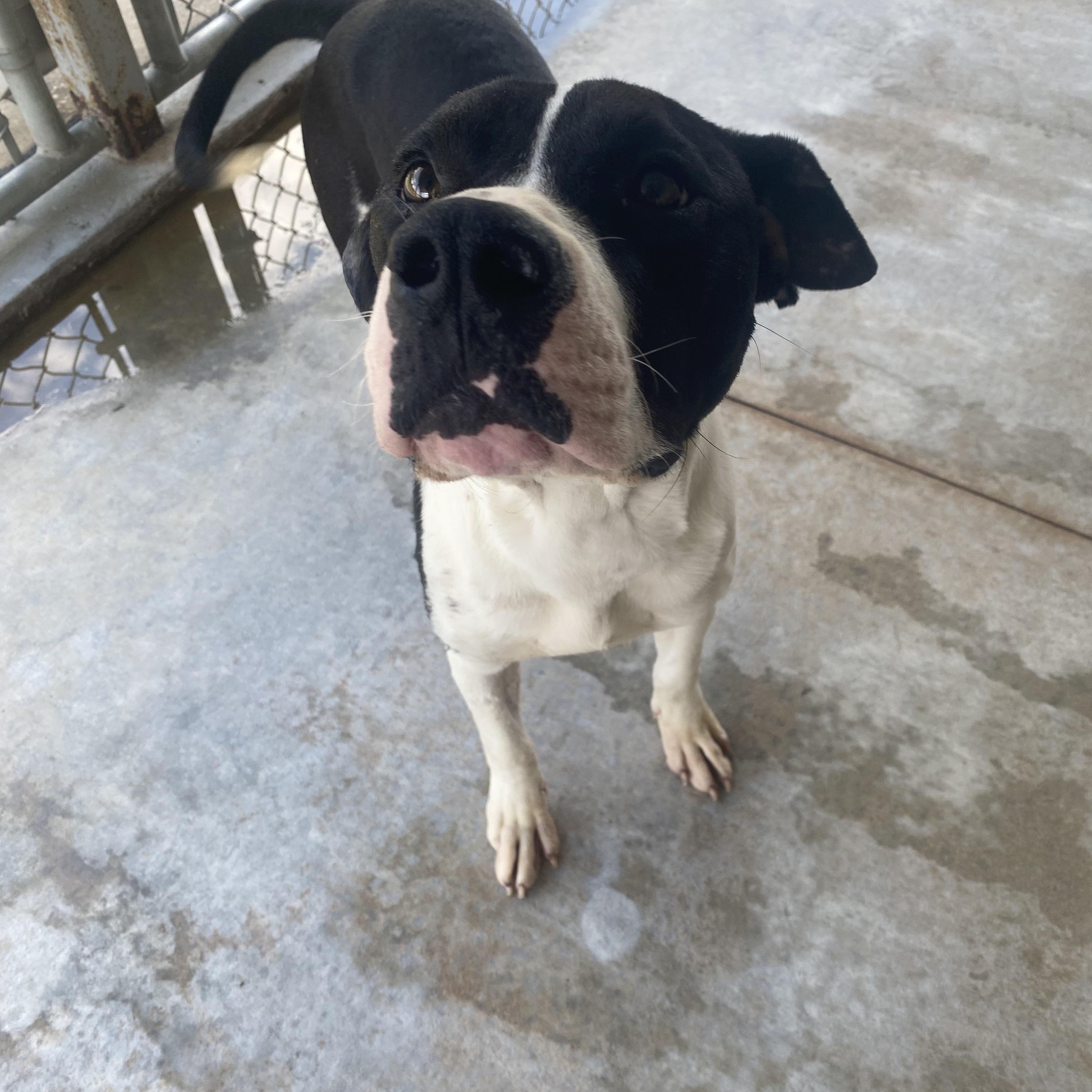 Fish, ADOPTABLE, Adult Male Bulldog.