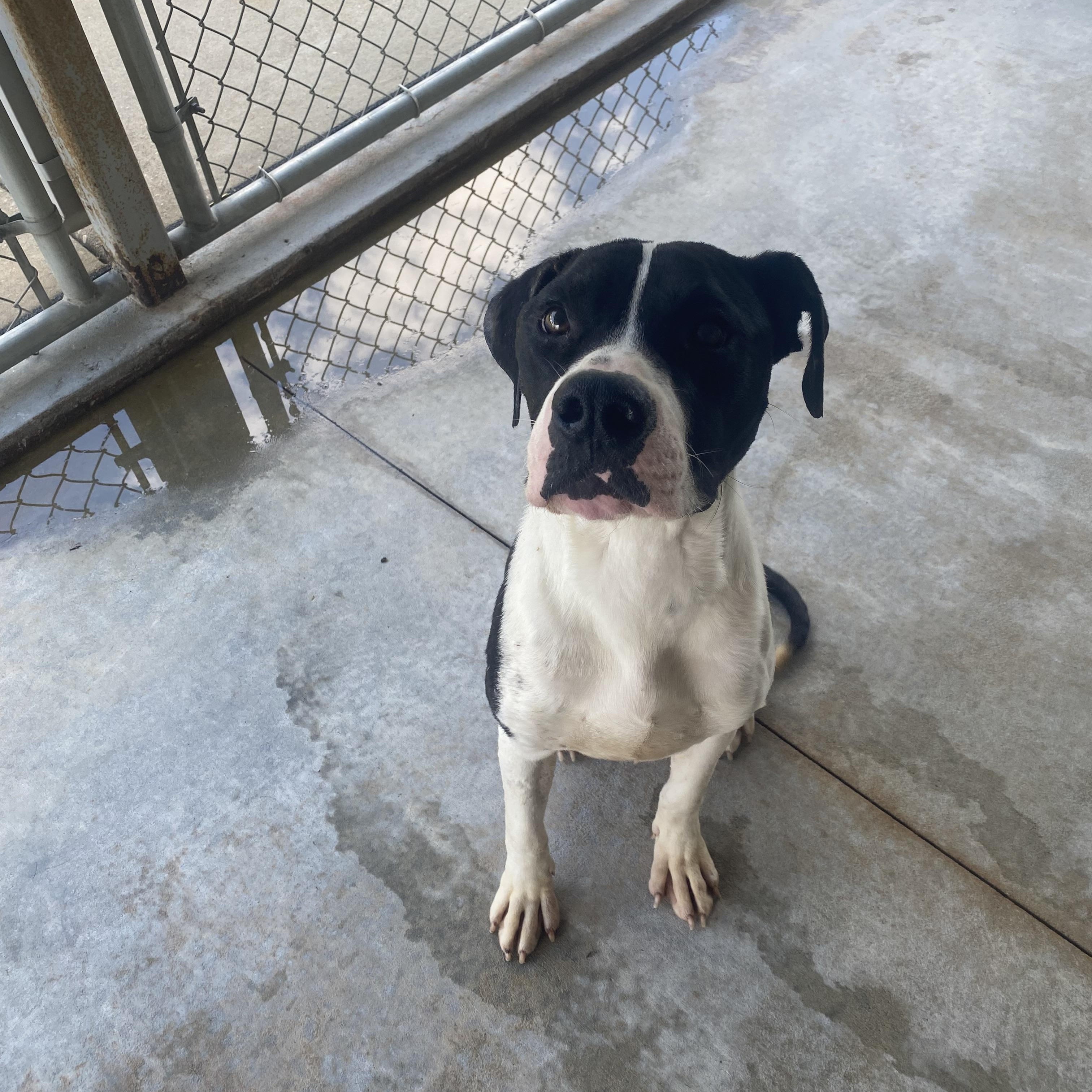 Enlarge Fish, a ADOPTABLE mixed breed in Troy, AL image 3/3