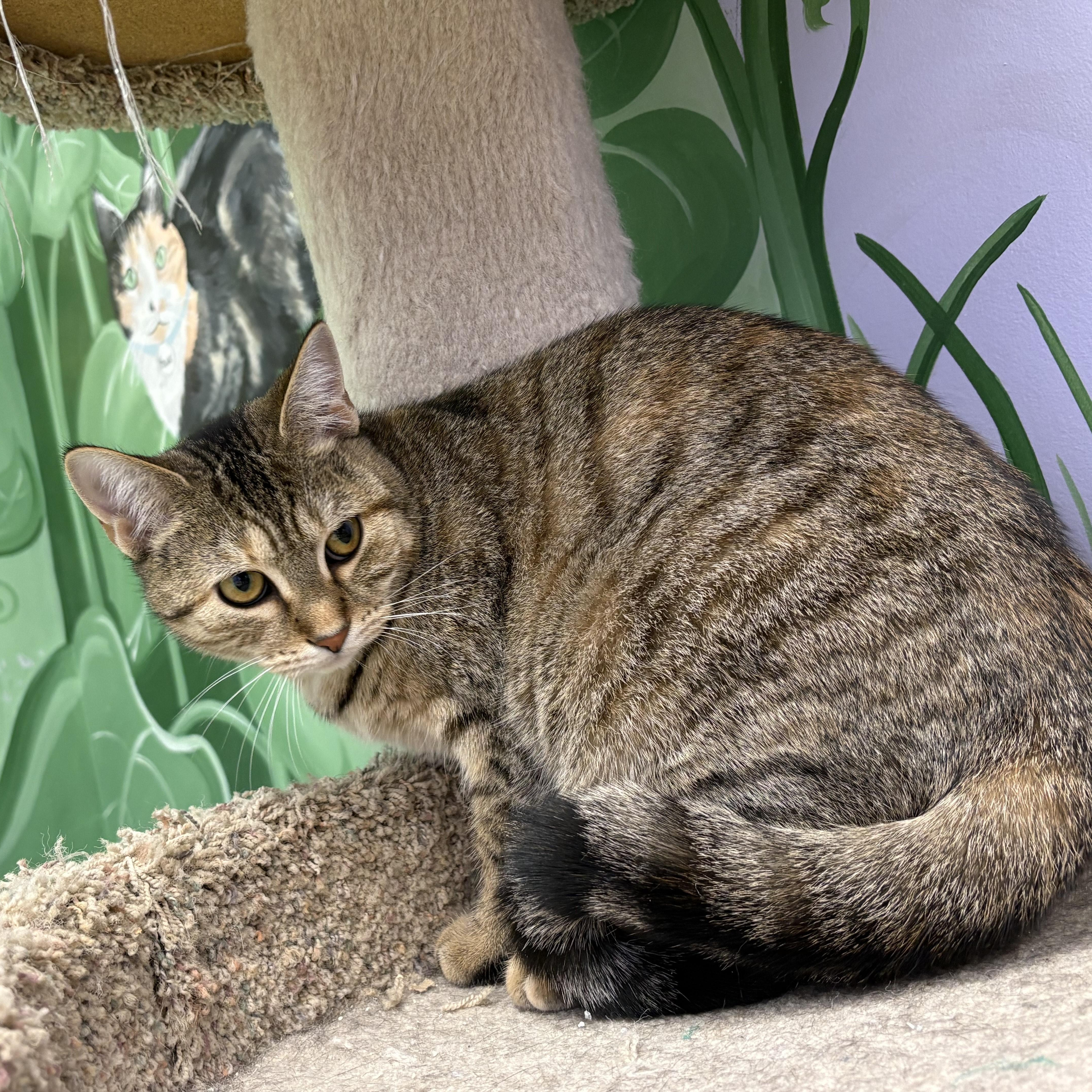Karrot, Adoptable, Young Female Domestic Short Hair.