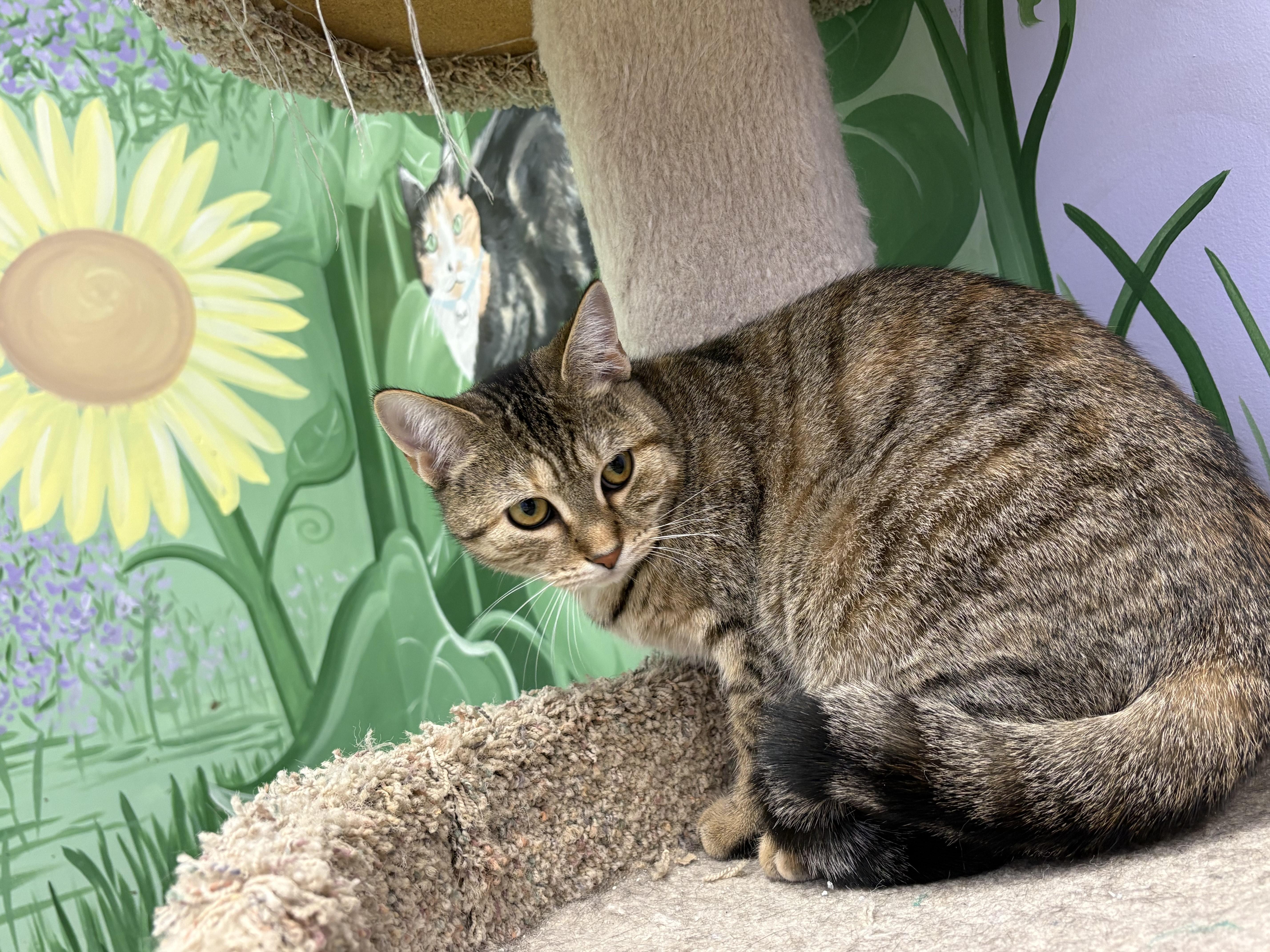 Enlarge karrot, a Adoptable Domestic Short Hair in Richboro, PA image 2/3