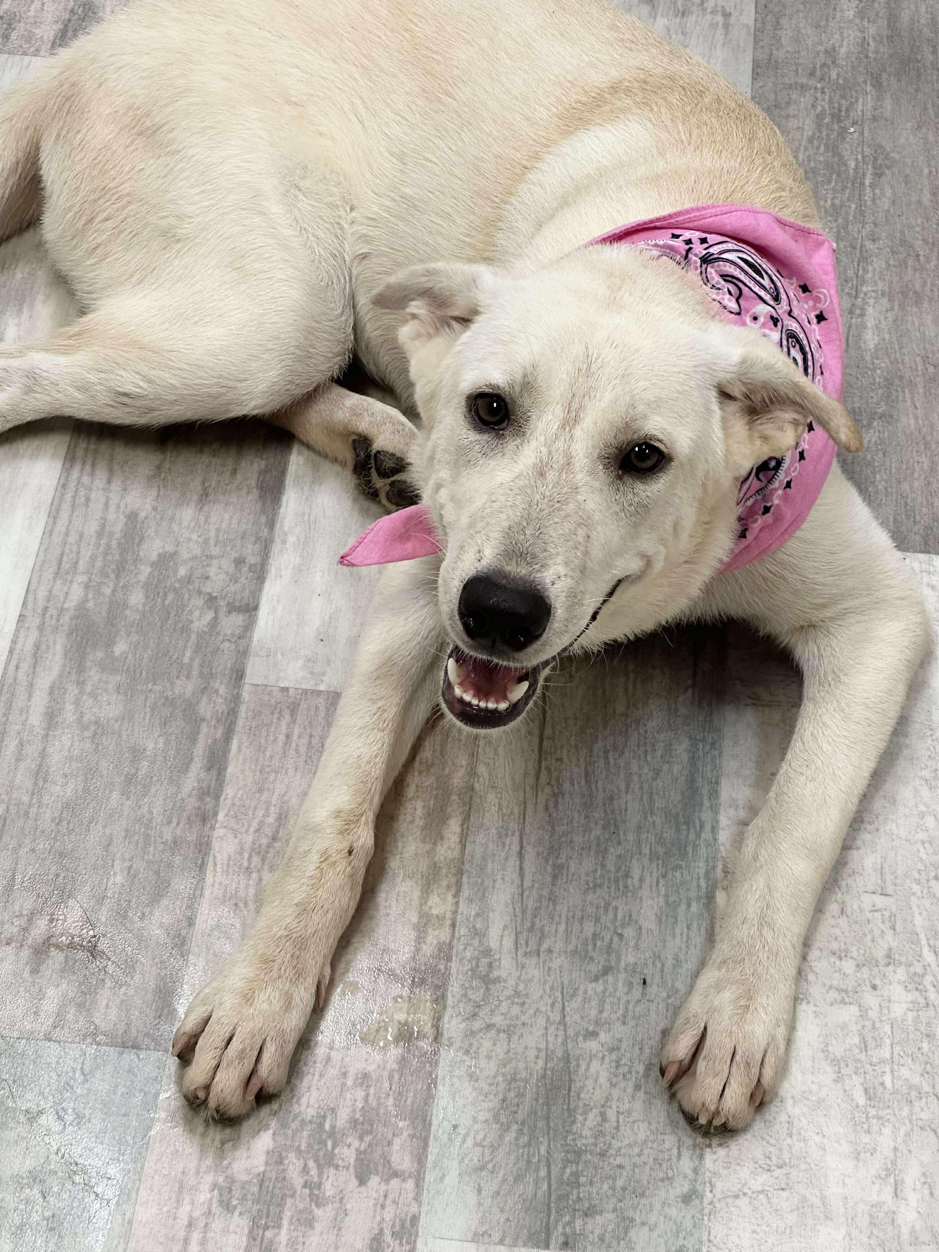 Jessie, a Adoptable mixed breed in Olympia, WA image 4/5