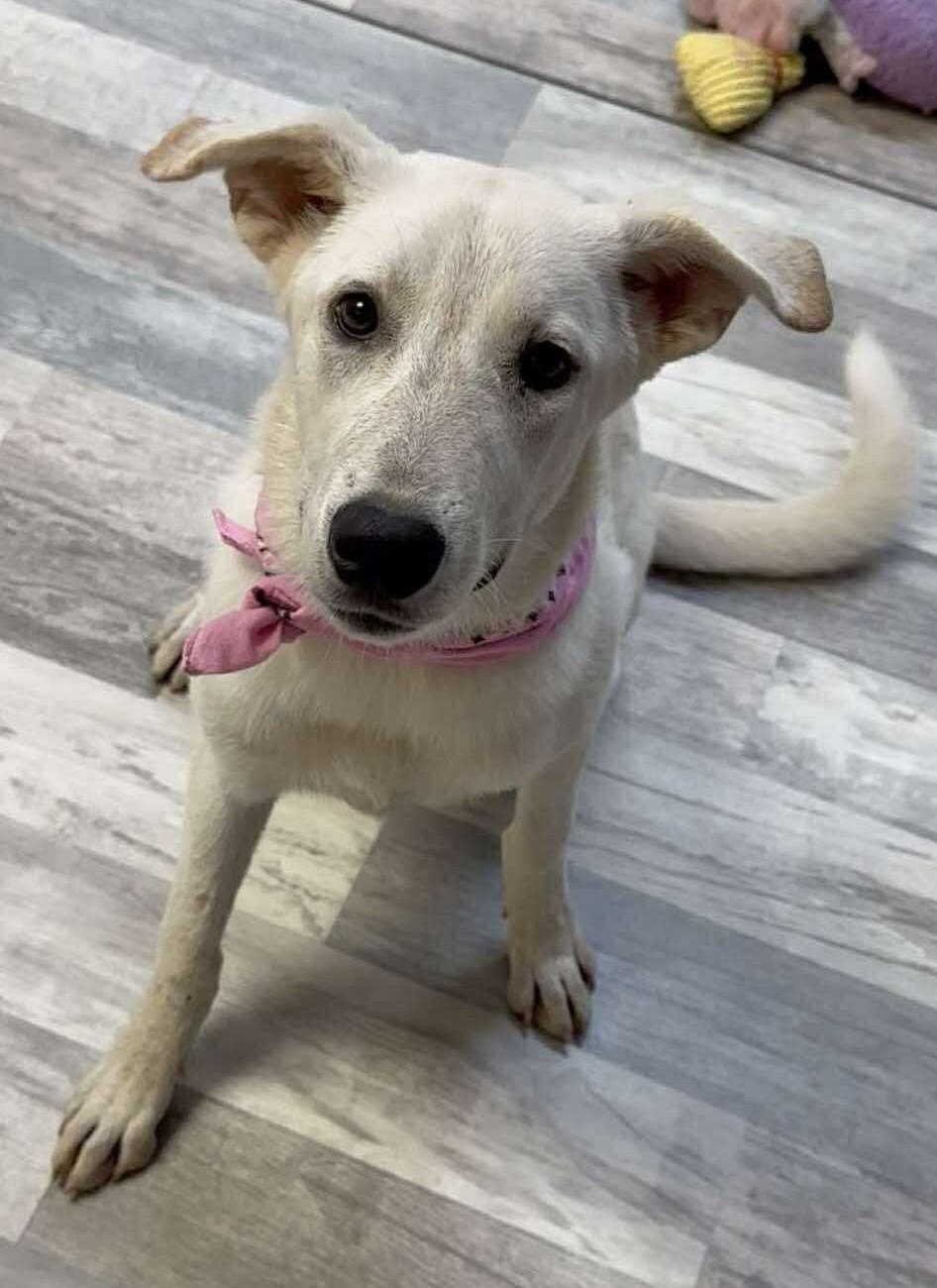 Jessie, a Adoptable mixed breed in Olympia, WA image 2/5