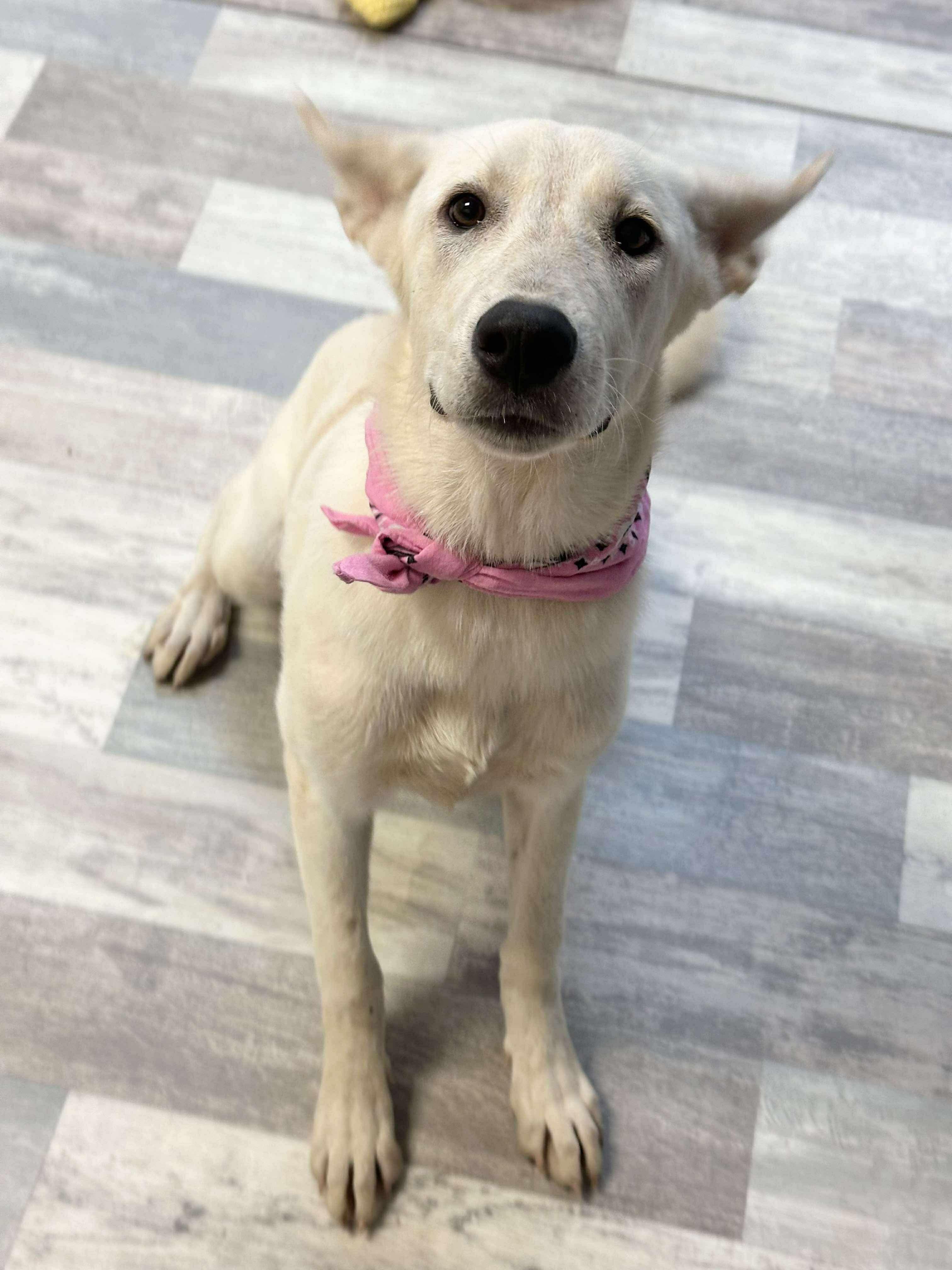 Jessie, a Adoptable mixed breed in Olympia, WA image 3/5