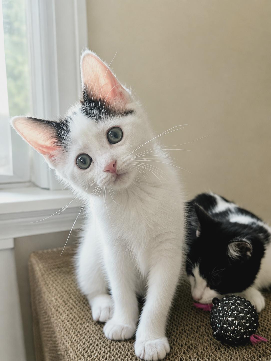 Enlarge Chickadee, a Adoptable Domestic Short Hair in Brighton, MI image 2/6