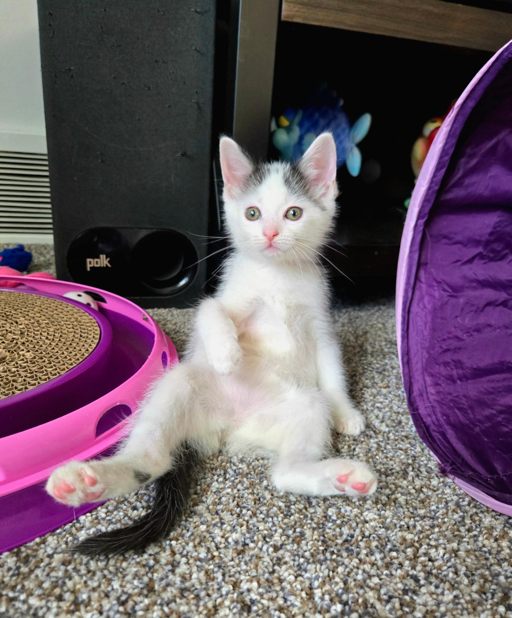 Enlarge Chickadee, a Adoptable Domestic Short Hair in Brighton, MI image 5/6