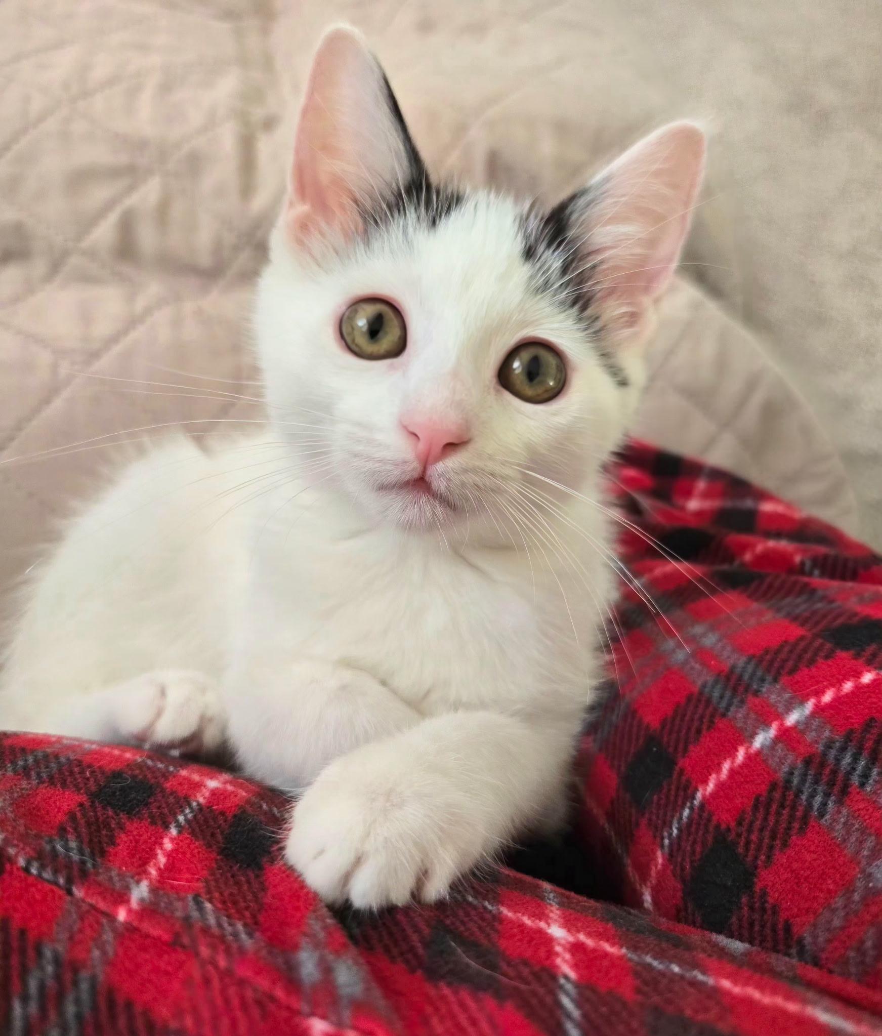Enlarge Chickadee, a Adoptable Domestic Short Hair in Brighton, MI image 1/6