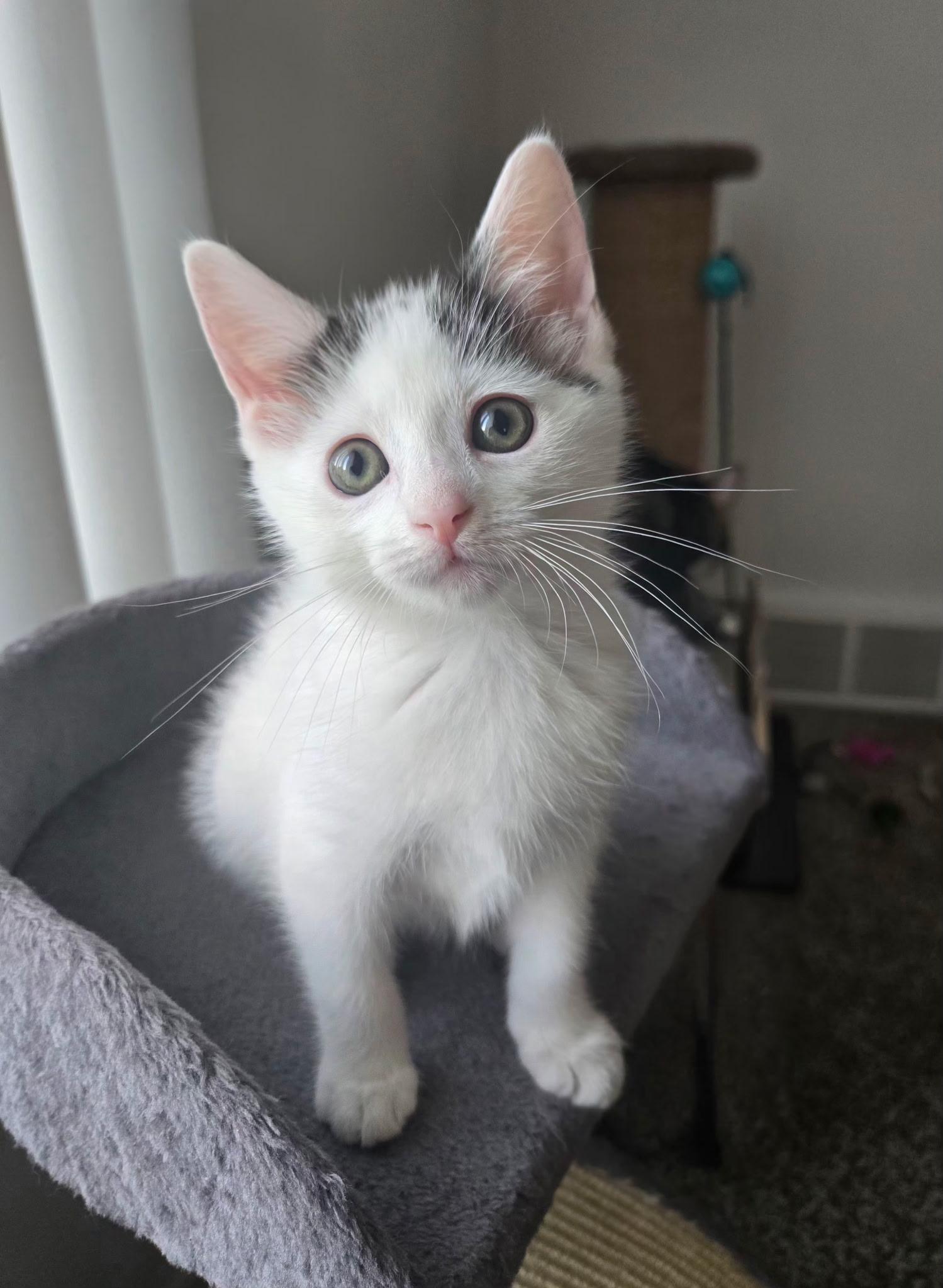 Enlarge Chickadee, a Adoptable Domestic Short Hair in Brighton, MI image 4/6
