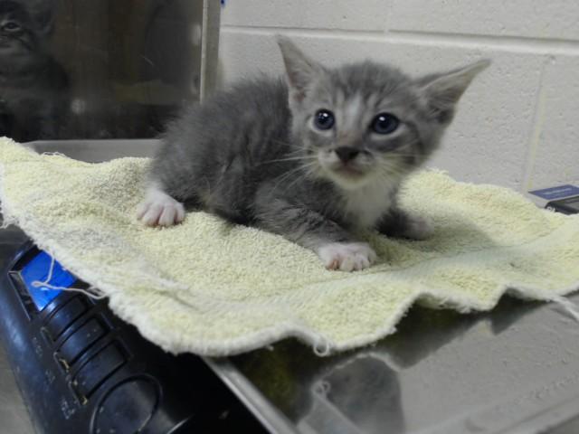 BLUE, Adoptable, Kitten Male Domestic Short Hair.