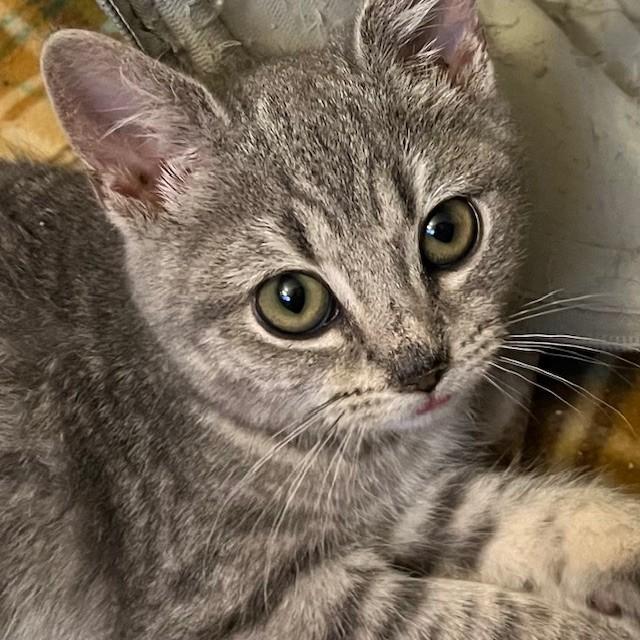 Enlarge Sweet Pea, a Adoptable Domestic Short Hair in Lake Geneva, WI image 3/6