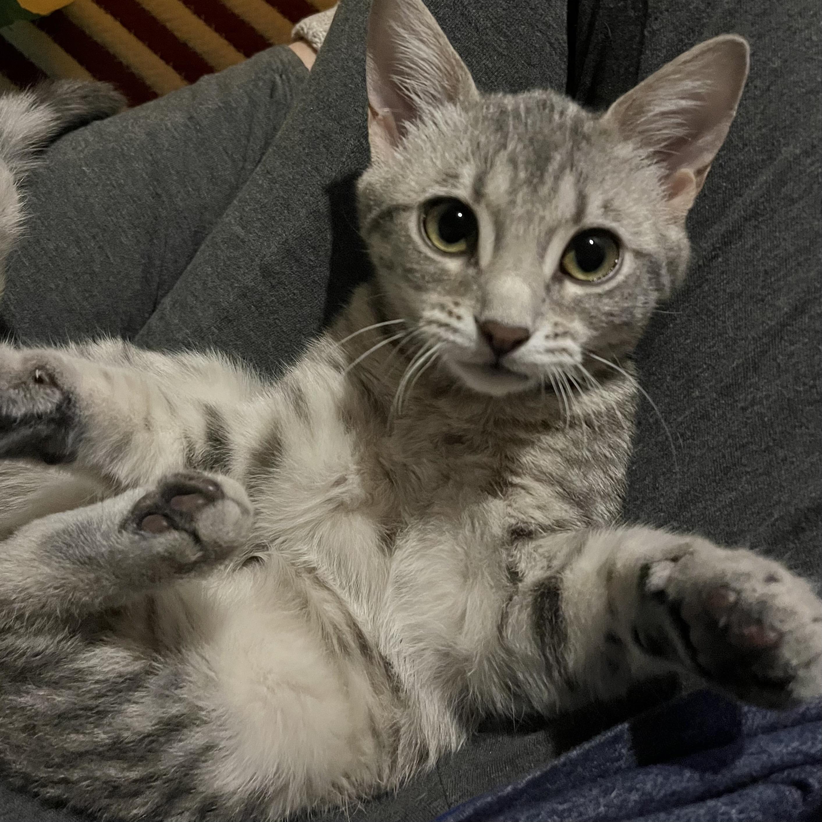 Enlarge Sweet Pea, a Adoptable Domestic Short Hair in Lake Geneva, WI image 2/6